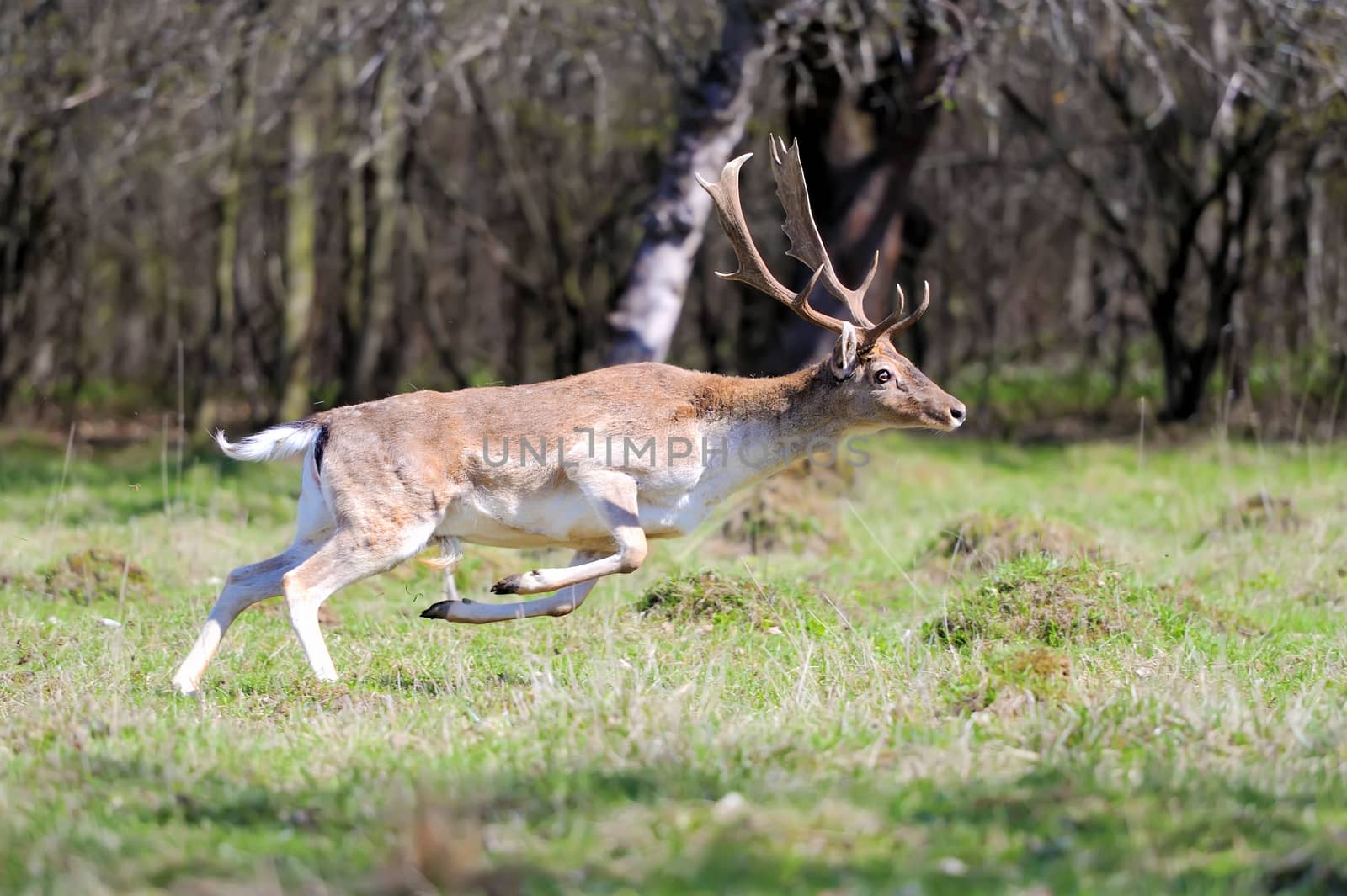 Fallow deer run on spring meadow