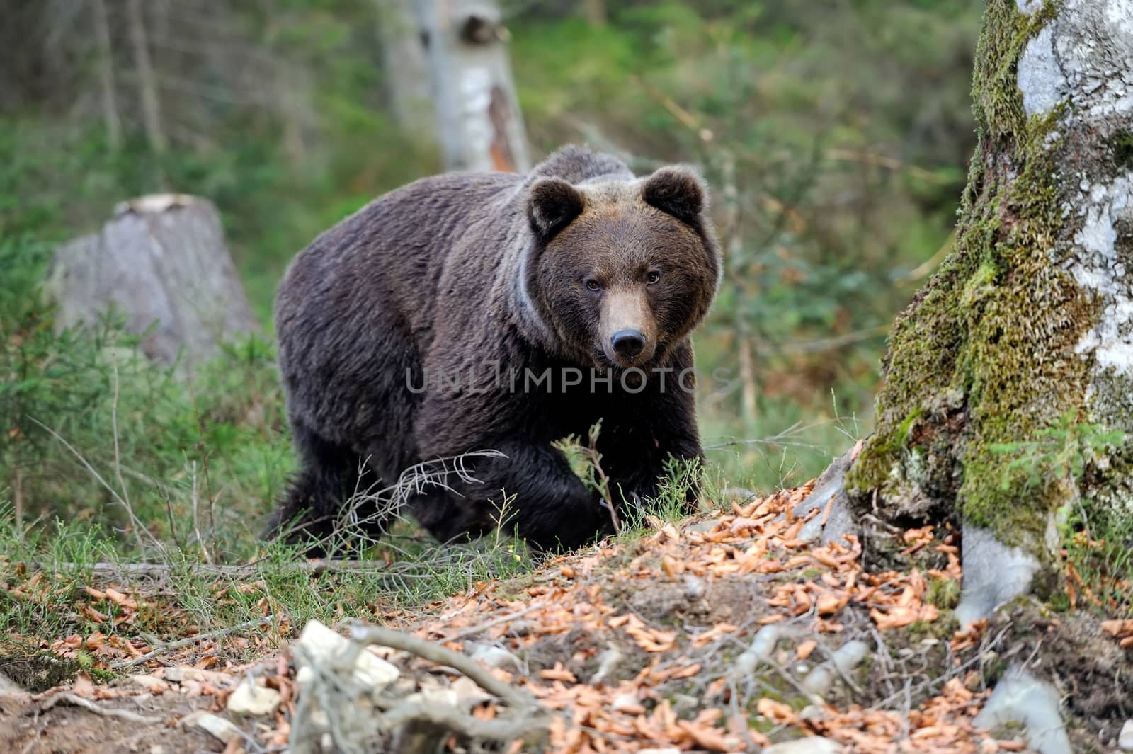 Young brown bear in the wild forest