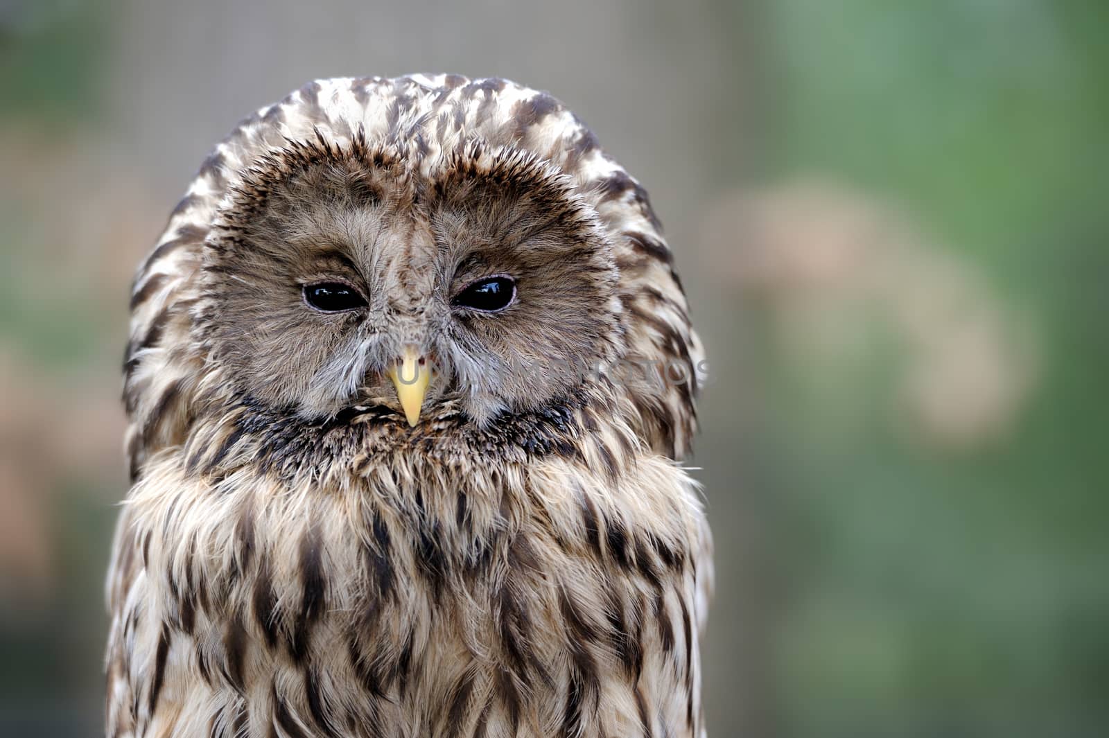 Owl sitting on a branch in the forest