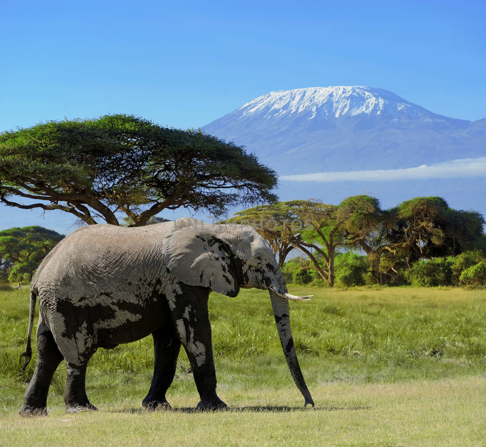 Elephant in the wild - national park Kenya