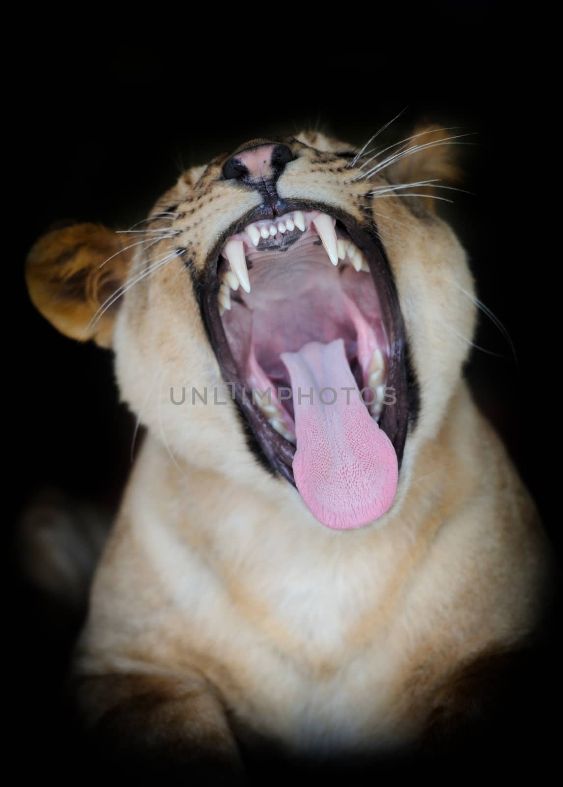 Lion portrait on dark background