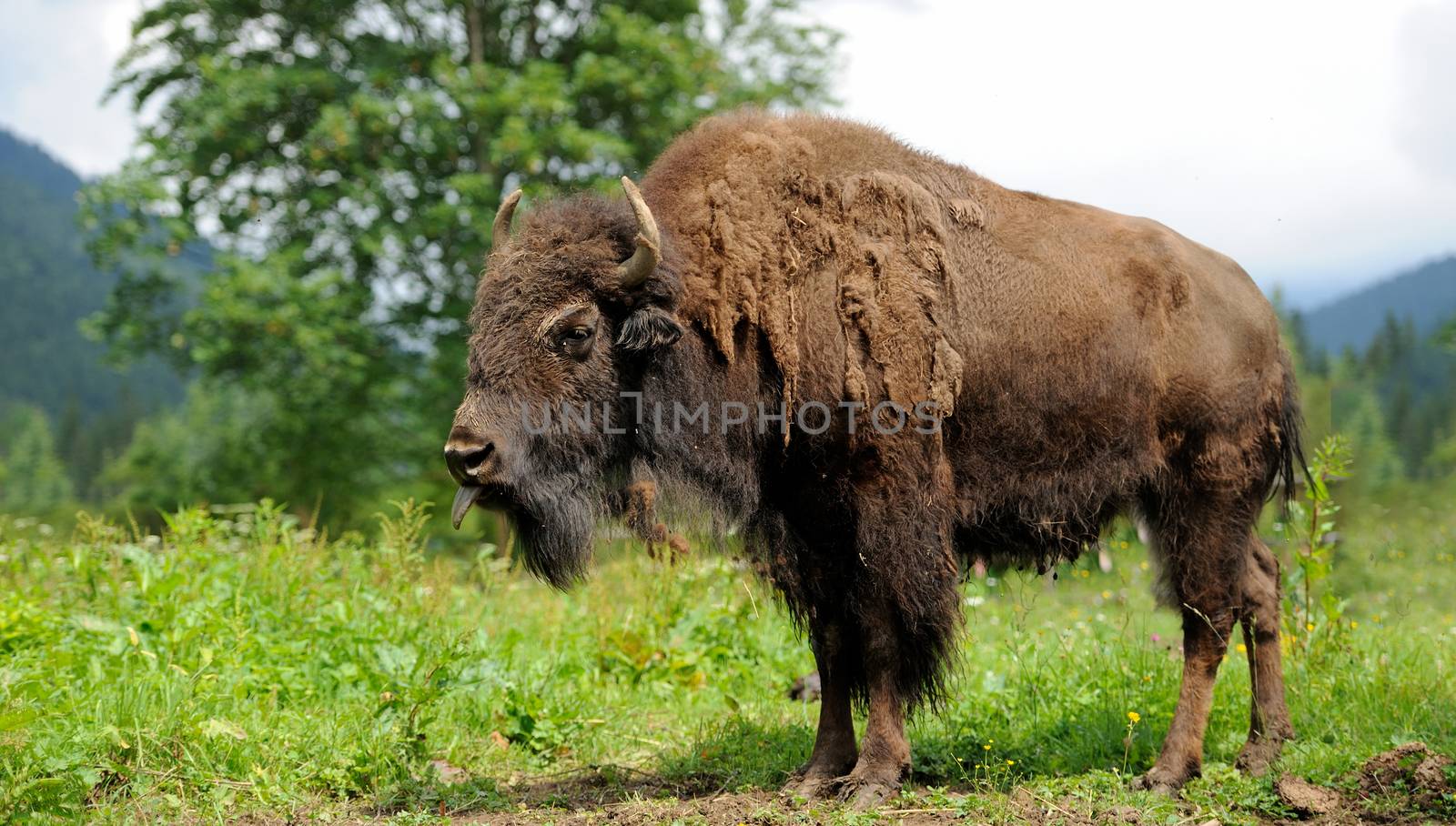 Large male of bison in the forest