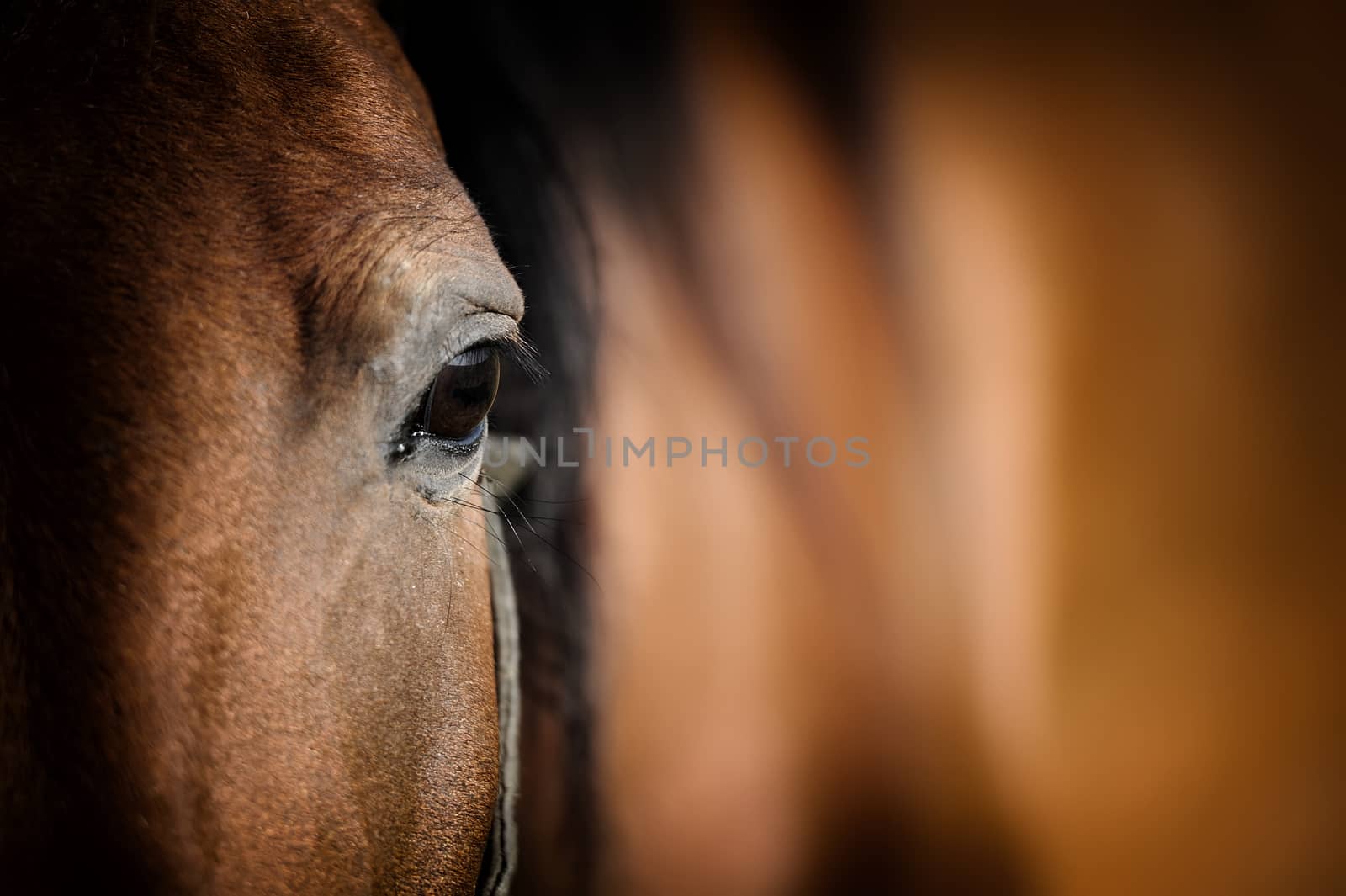 Close-up eye of Arabian bay horse