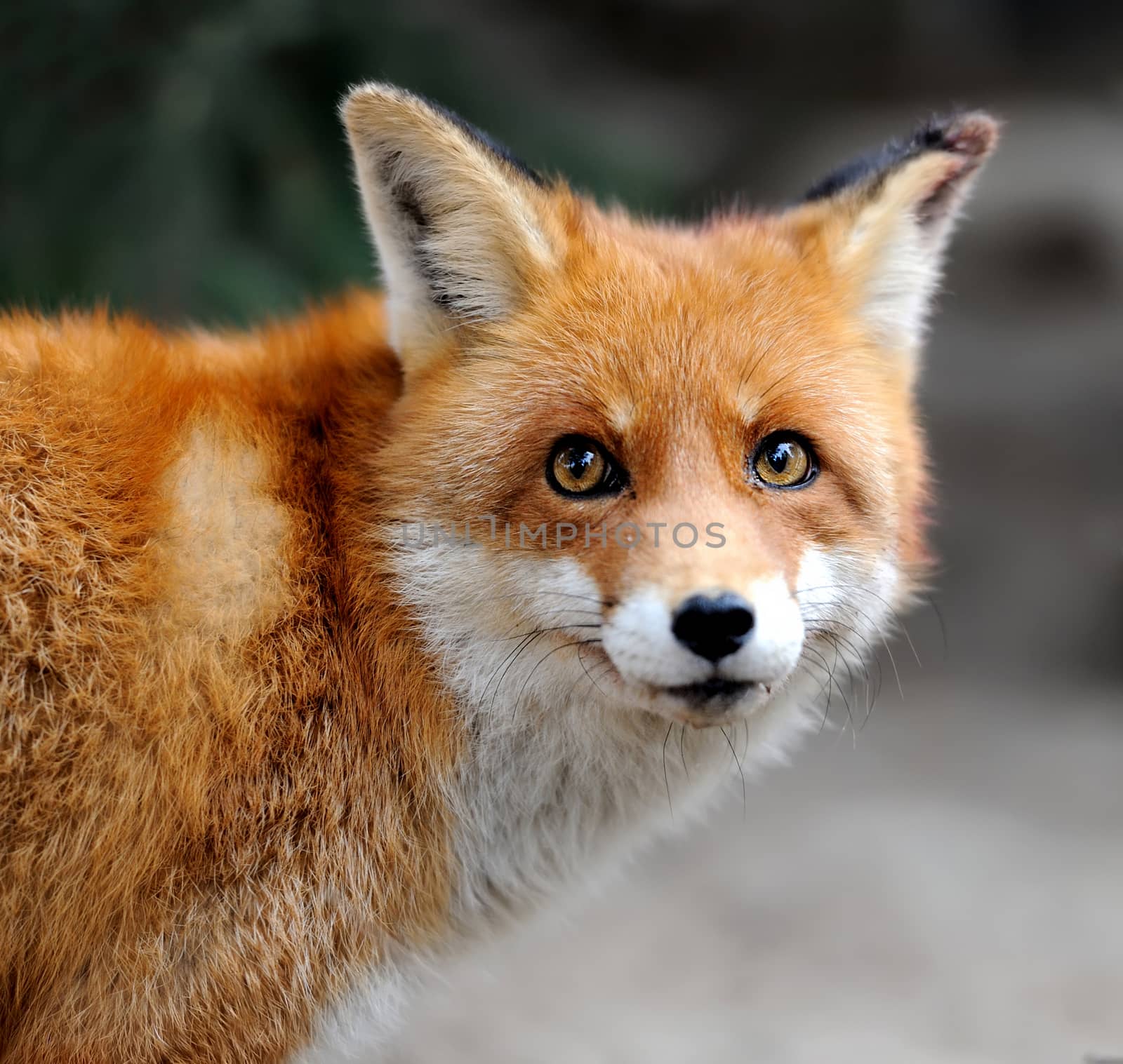 Wild red fox portrait