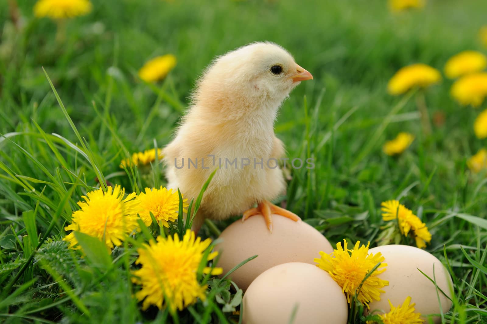 Little chicken on the grass