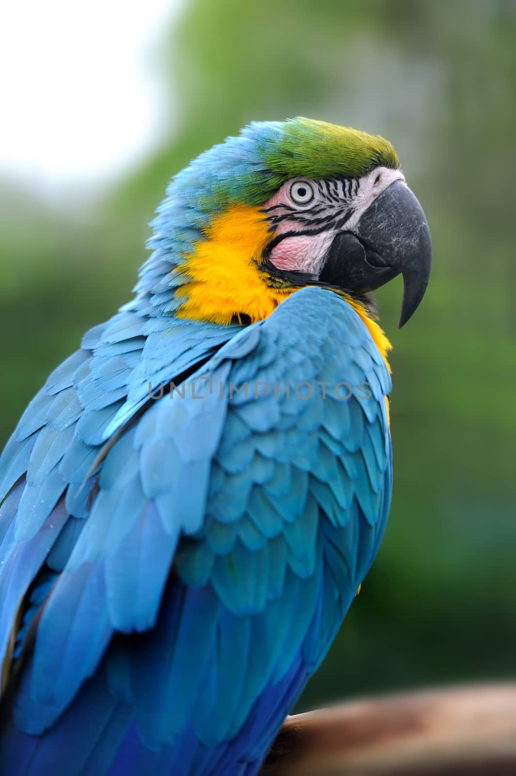 Parrot bird (Severe Macaw) sitting on the branch