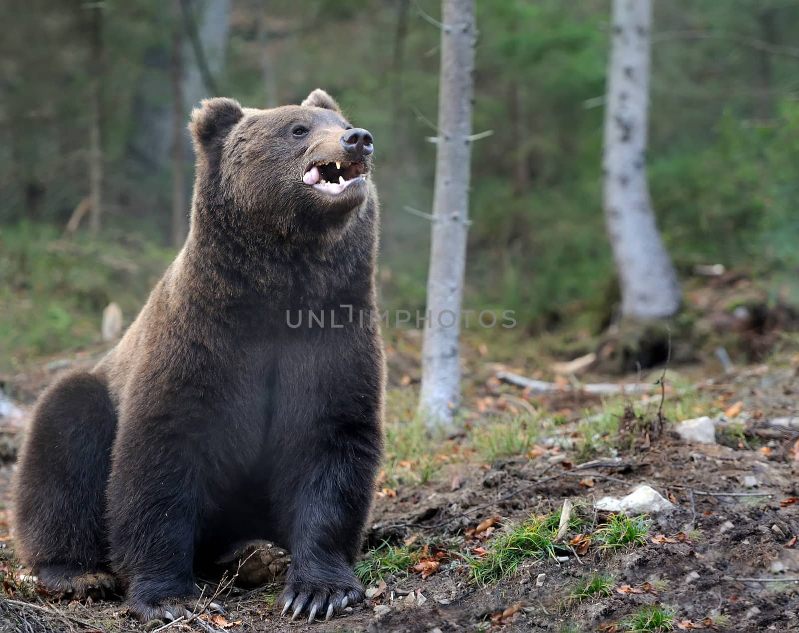 A brown bear in the forest