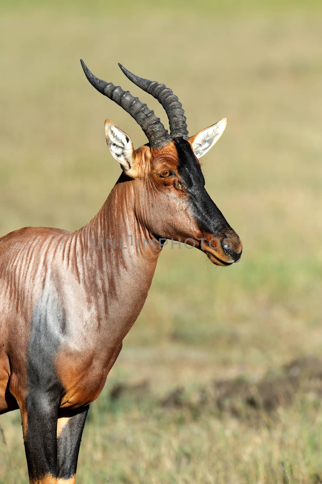 Topi Antelope (Damaliscus lunatus) in Kenya's Masai Mara Reserve
