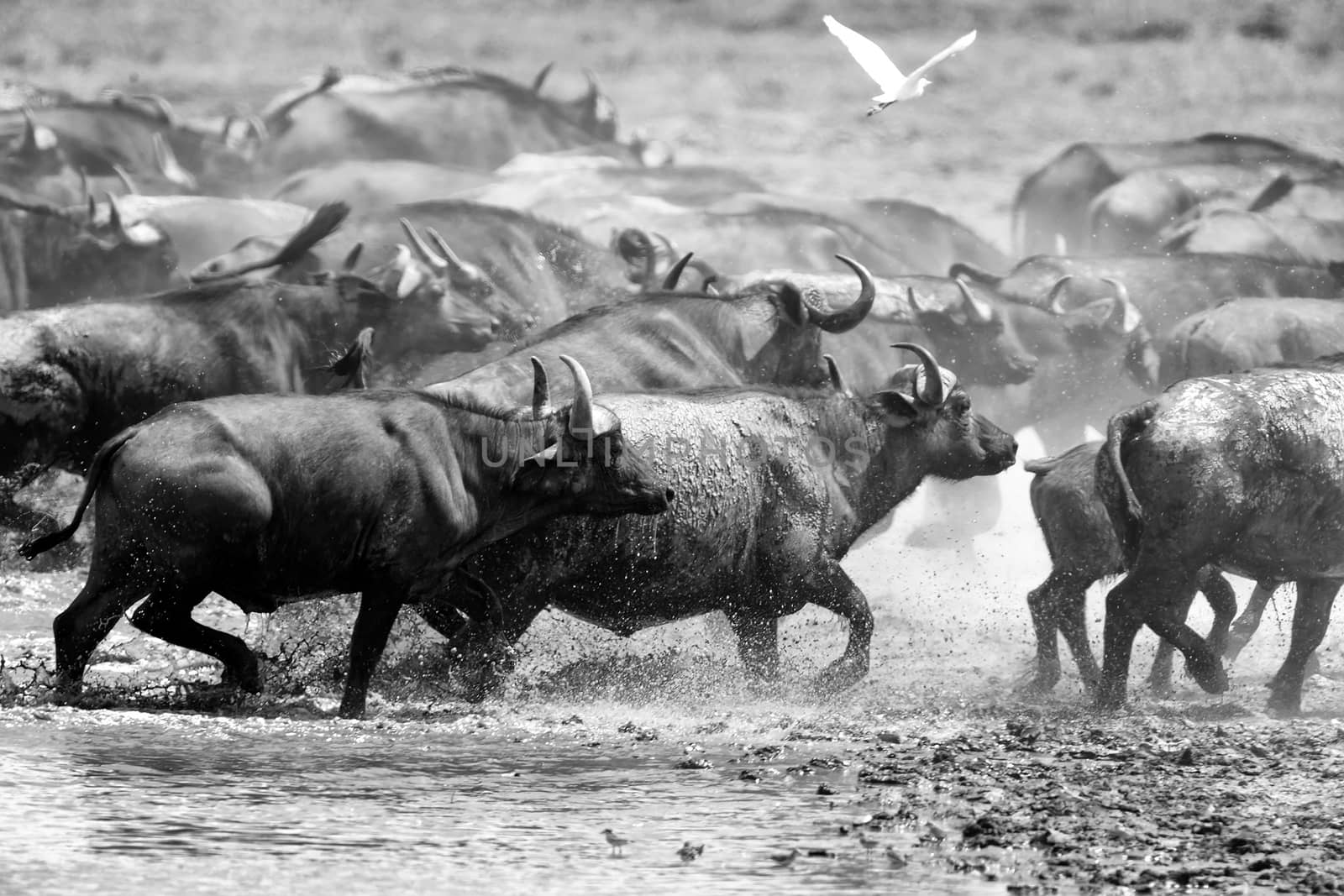 Wild African buffalo bull. Africa, Kenya National Park