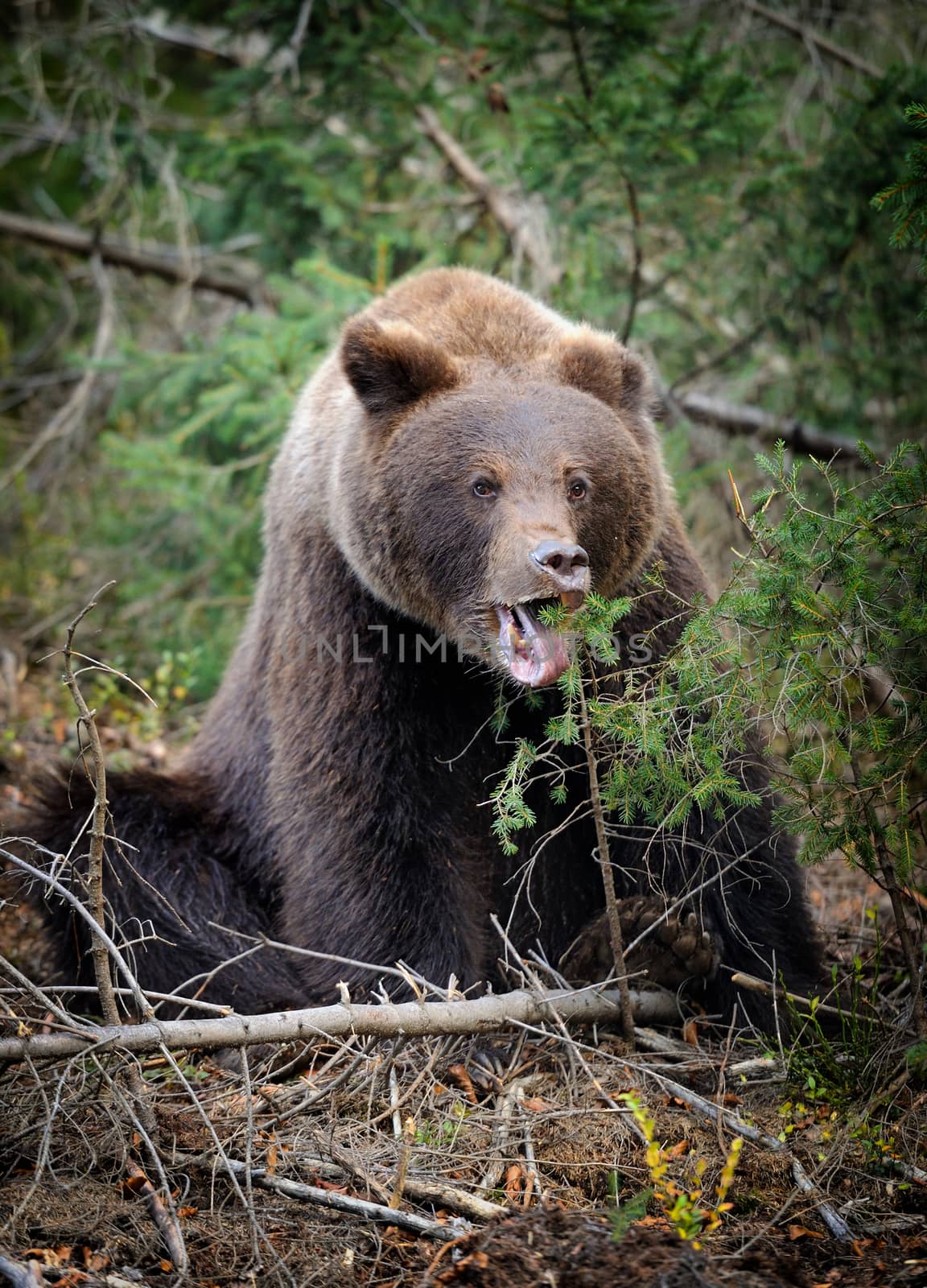 A brown bear in the forest