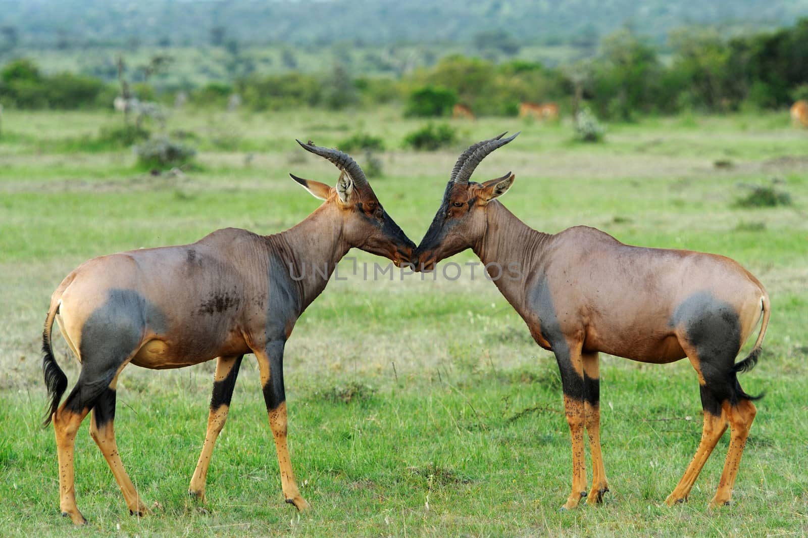 Topi Antelope (Damaliscus lunatus) in Kenya's Masai Mara Reserve