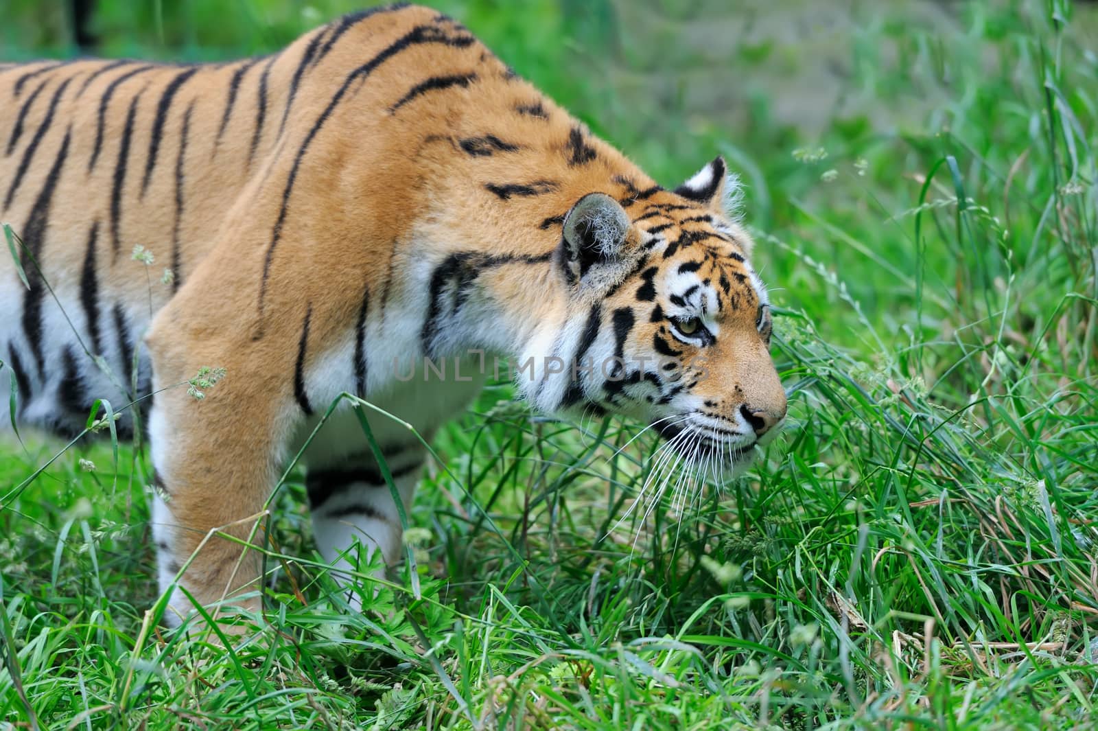 Amur Tigers on green grass in summer day