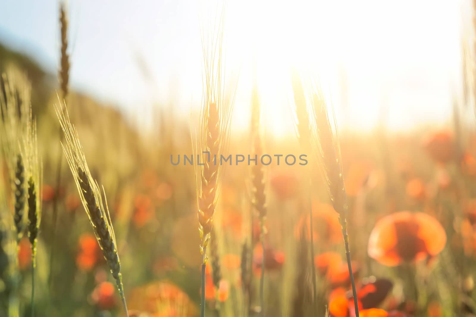 Field of bright red corn poppy flowers in summer