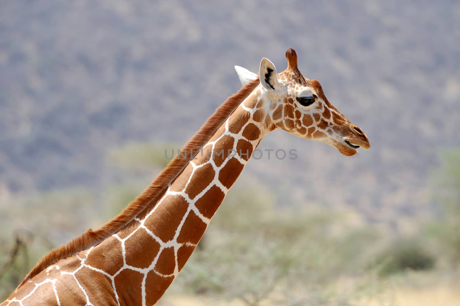 Giraffe in the wild. National Reserve - Kenya, East Africa