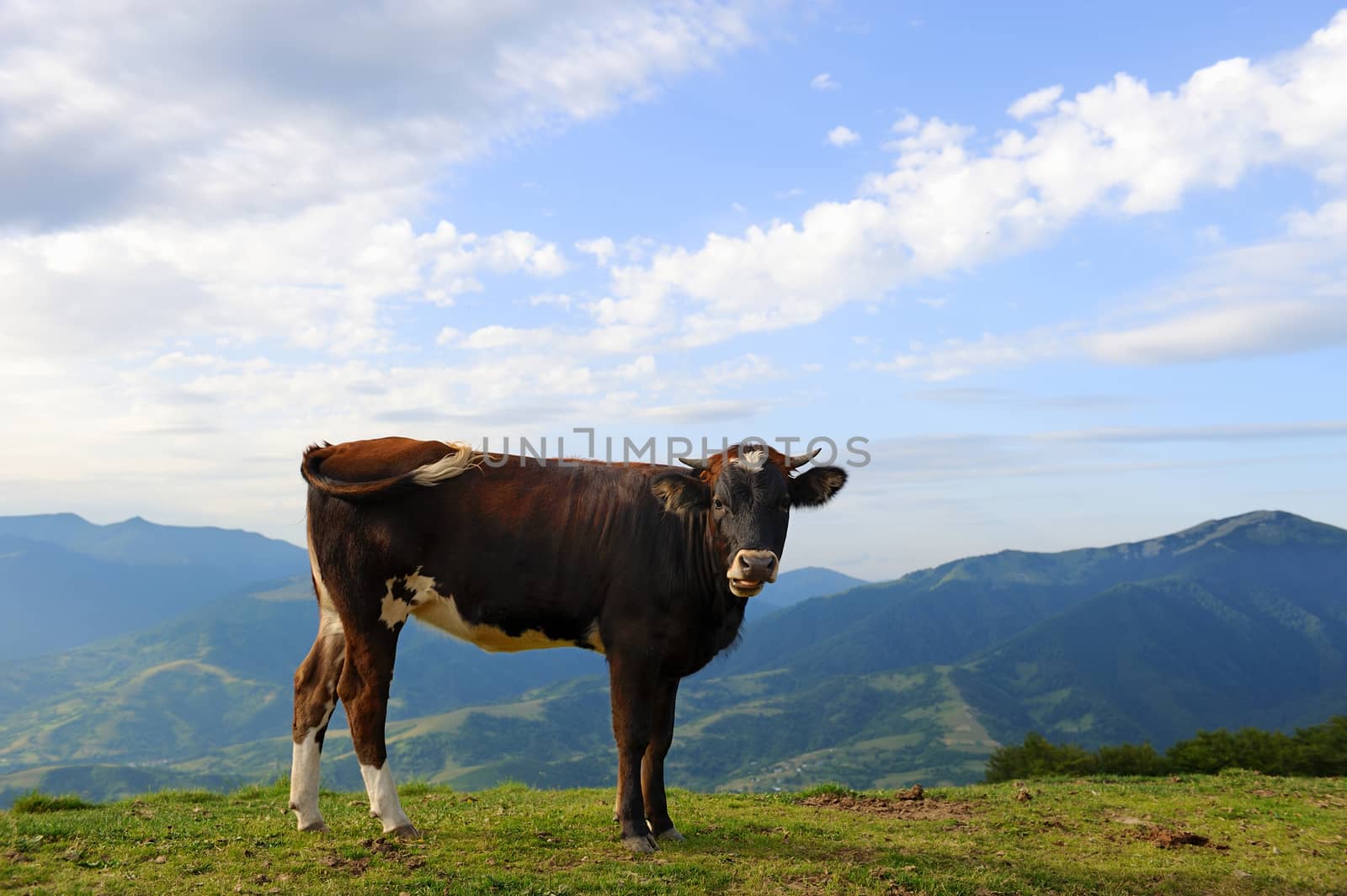 Cows on a summer meadow in mountains