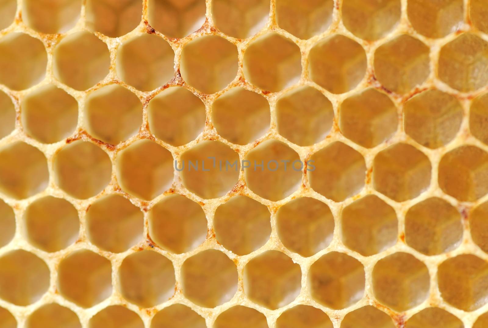 Beer honey in honeycombs. Natural sweet.