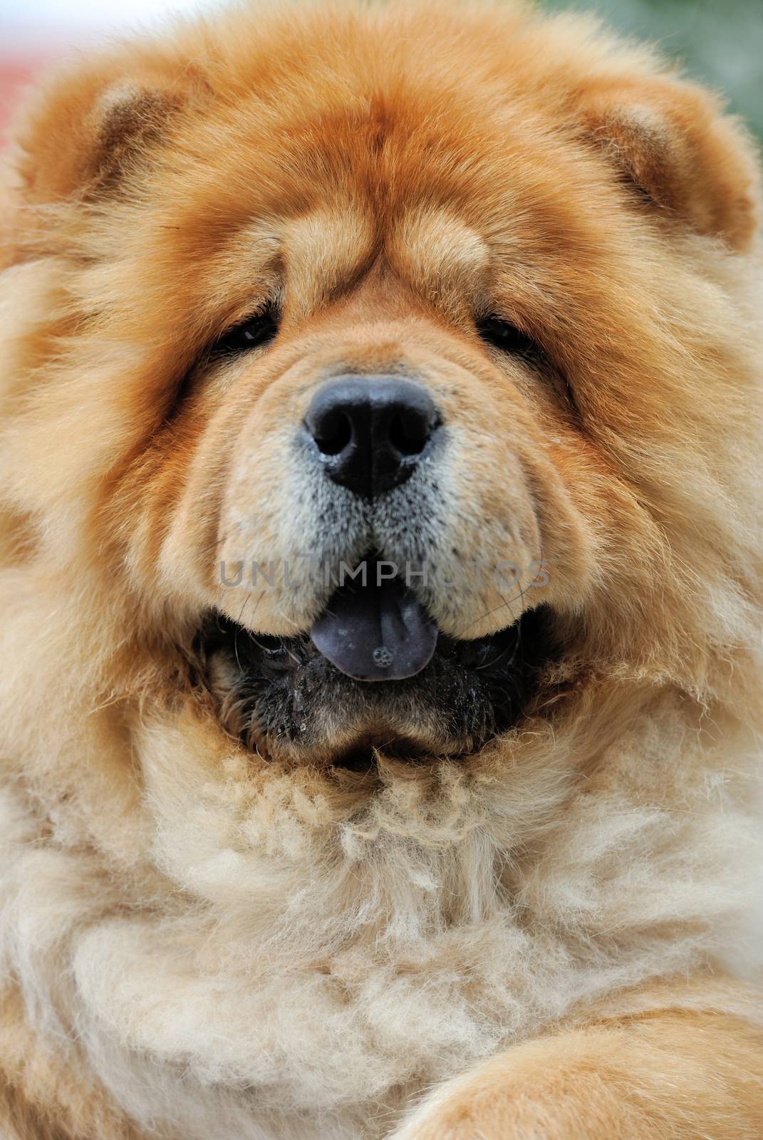 Close-up portrait of a dog chow chow
