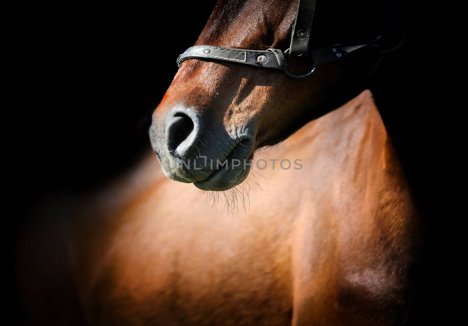 Close-up beautiful horse head isolated on black background