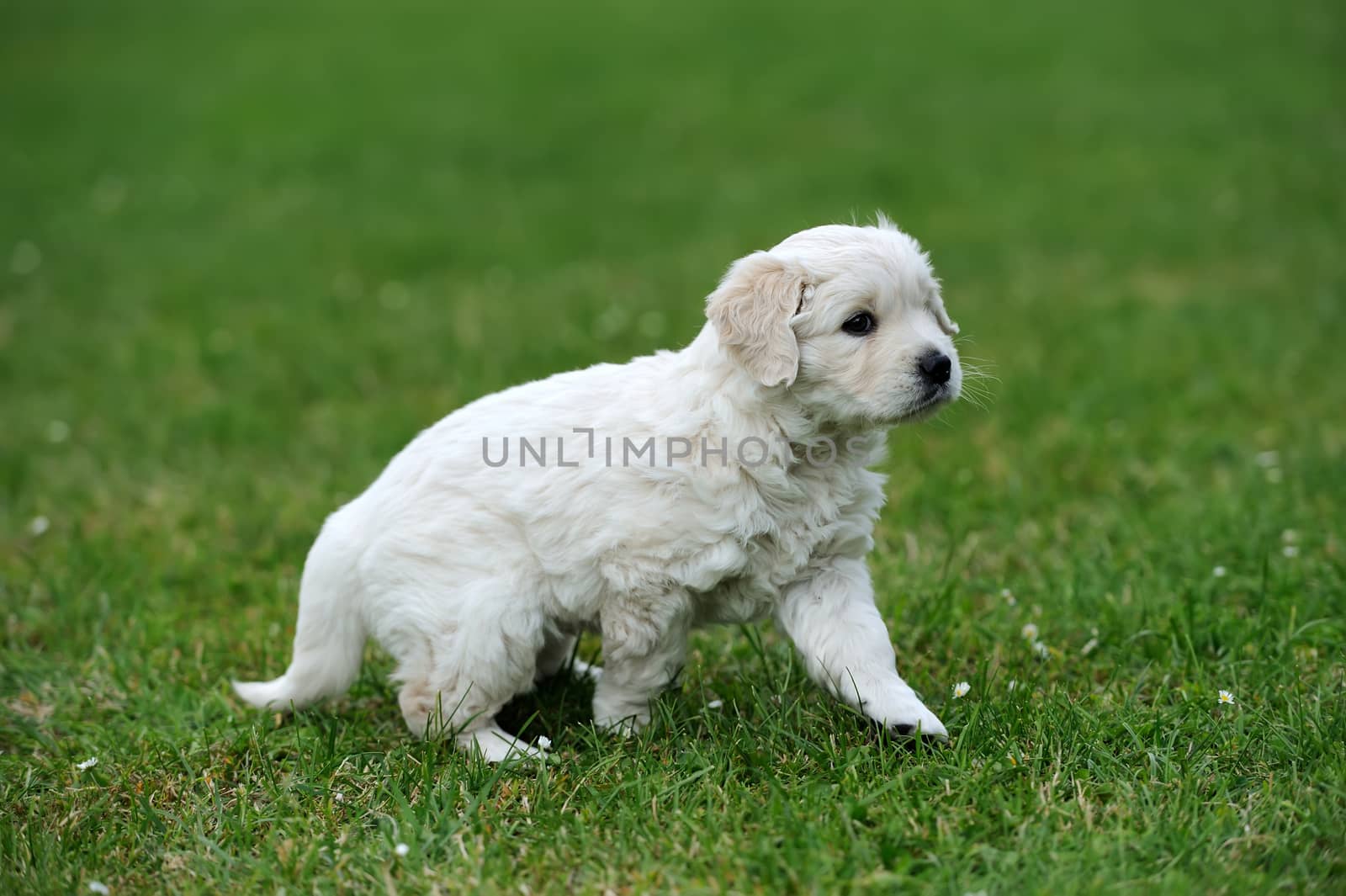 Baby swiss shepherd sitting on green carpet