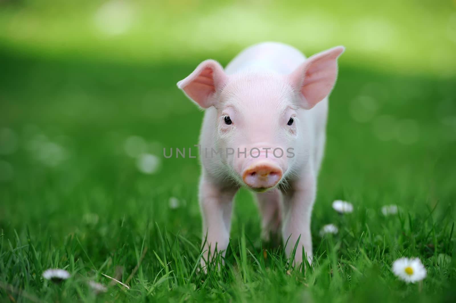 Young pig in a spring green grass