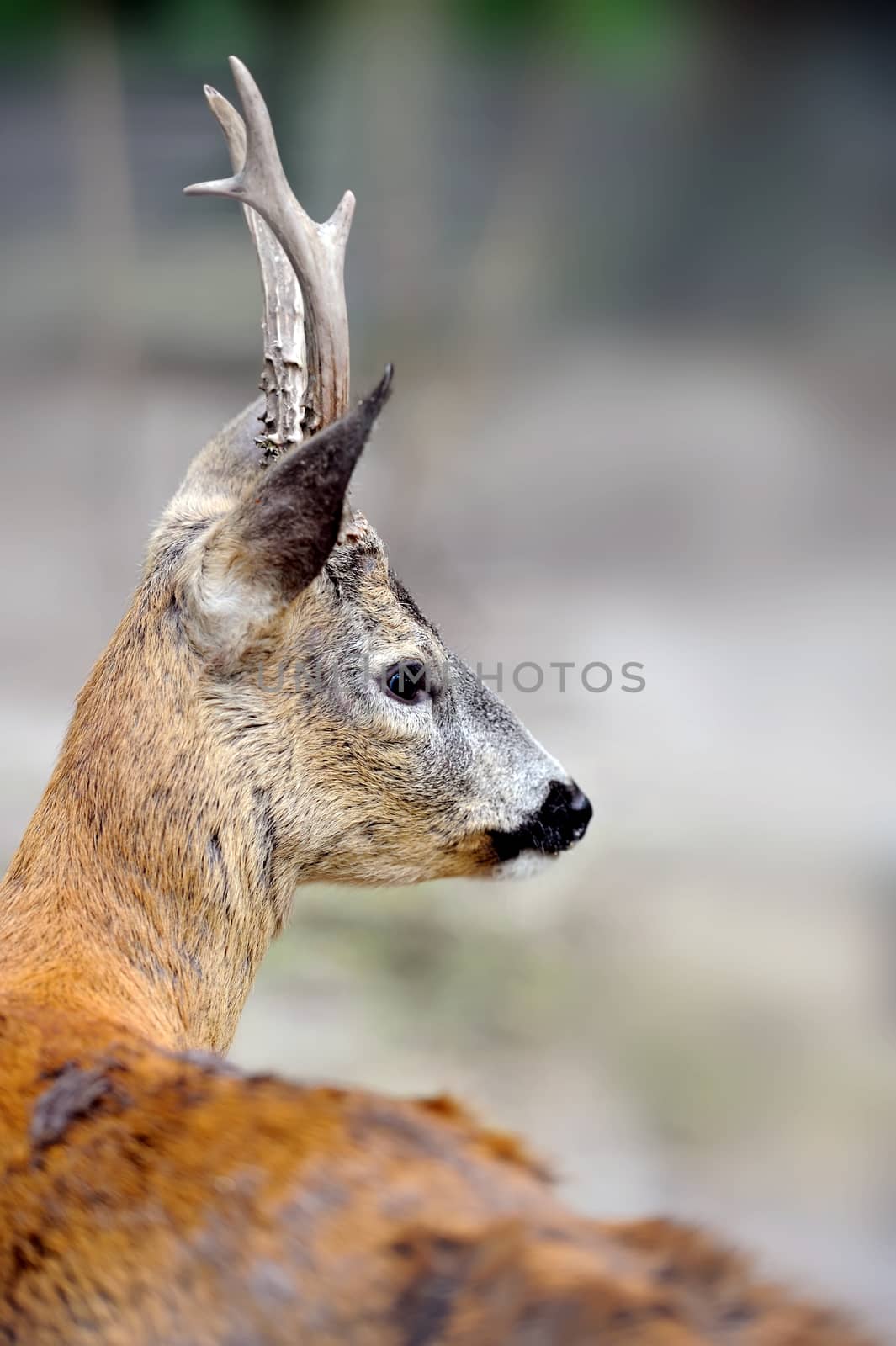 Close-up young deer in wild nature