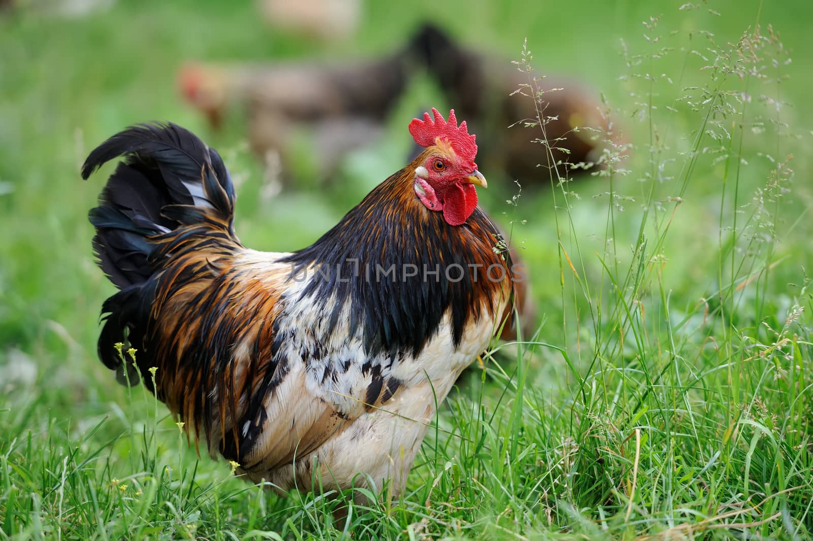 Close-up beautiful rooster on nature background