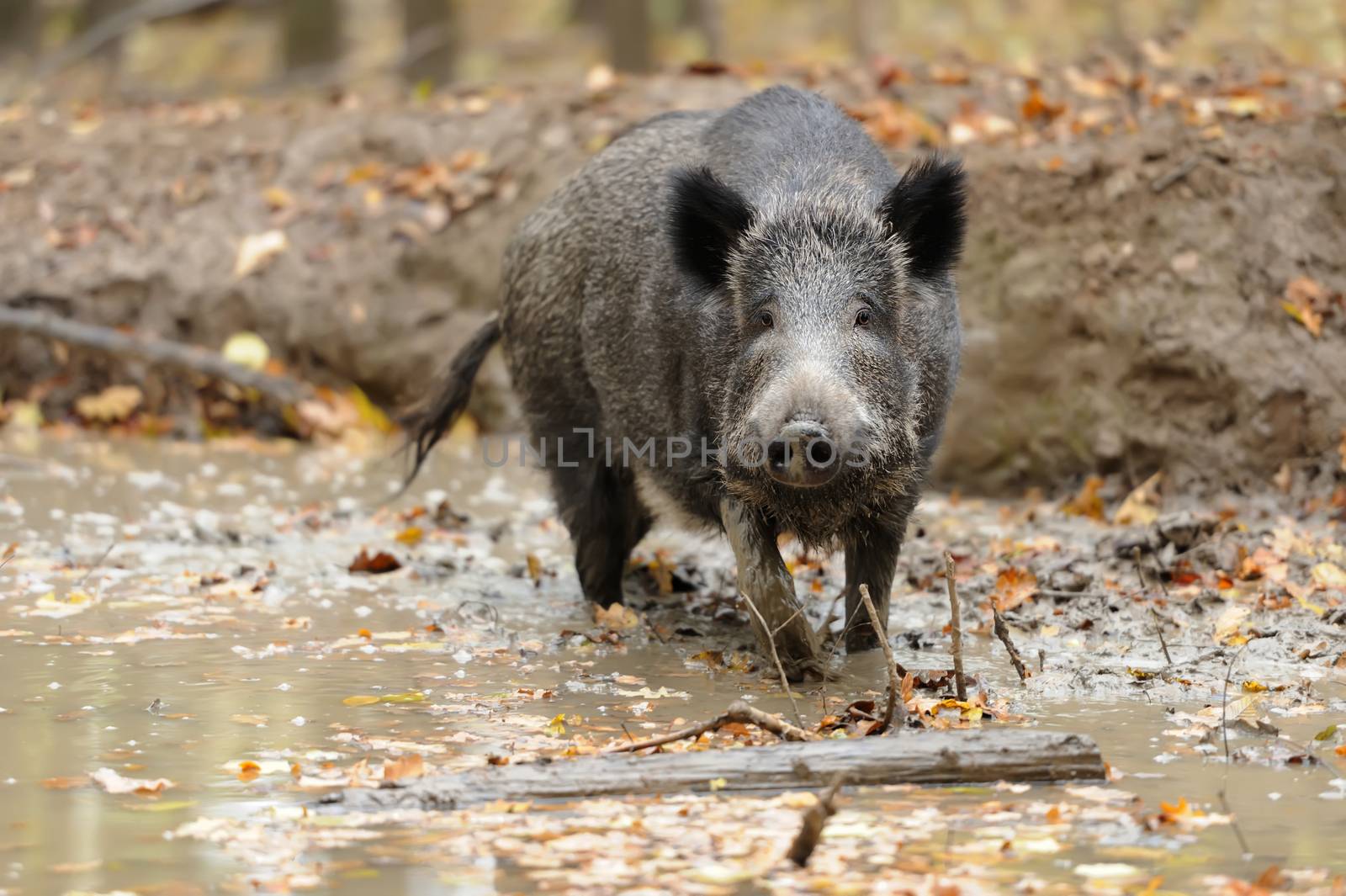 Wild boar in autumn forest. Boar in dirt