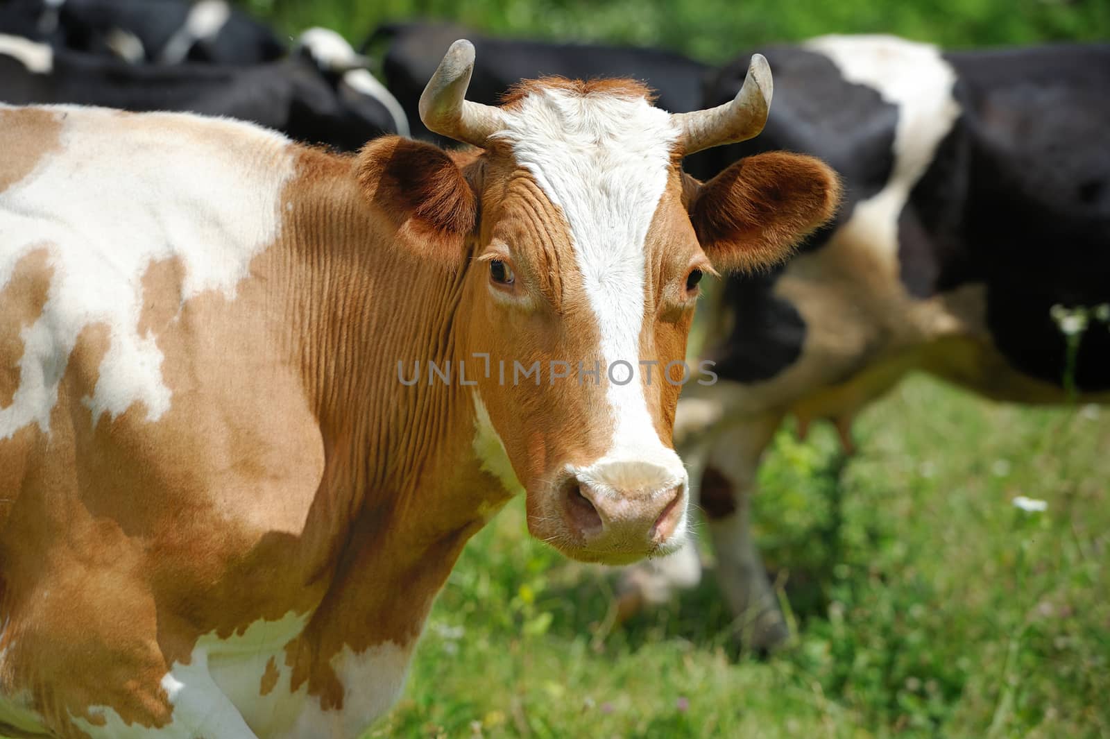 Close-up brown cow on a summer pasture