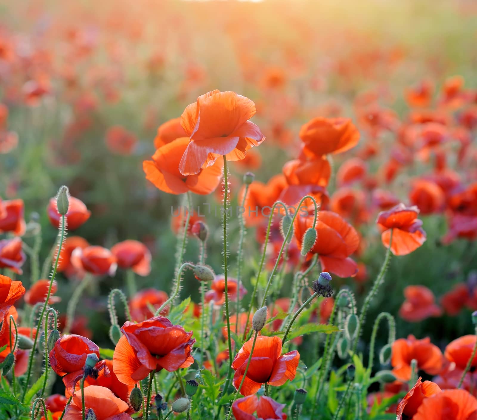 Field of bright red corn poppy flowers in summer