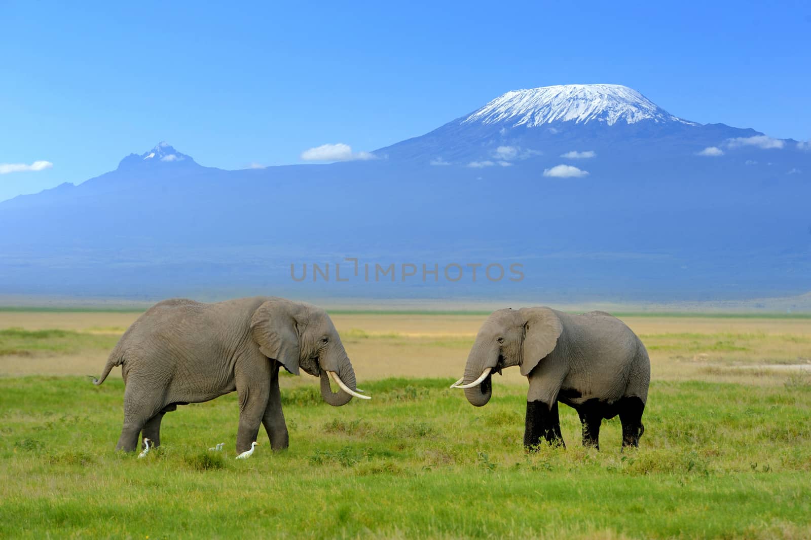 Elephant on the background of Mount Kilimanjaro in the national reserve