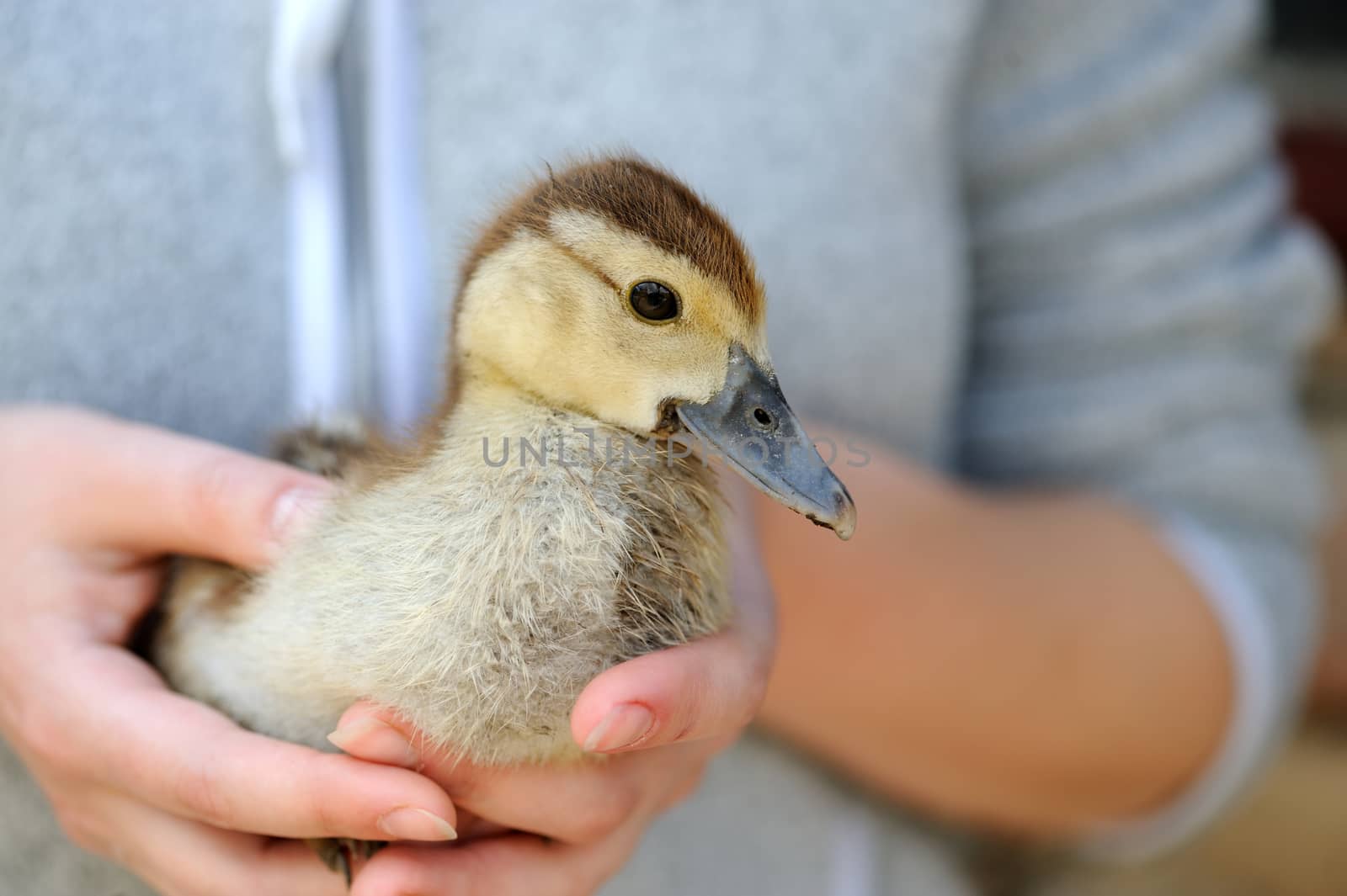 Little yellow duckling on human hands