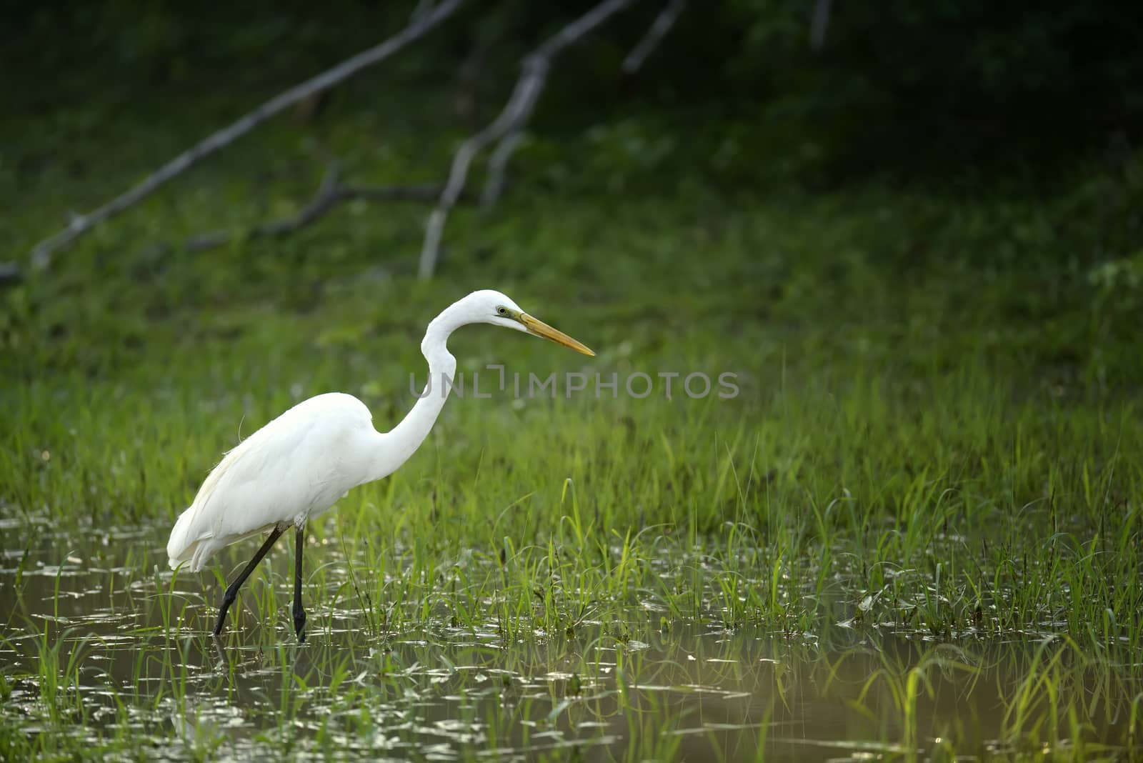 Great white egret stands in wildlife pond 