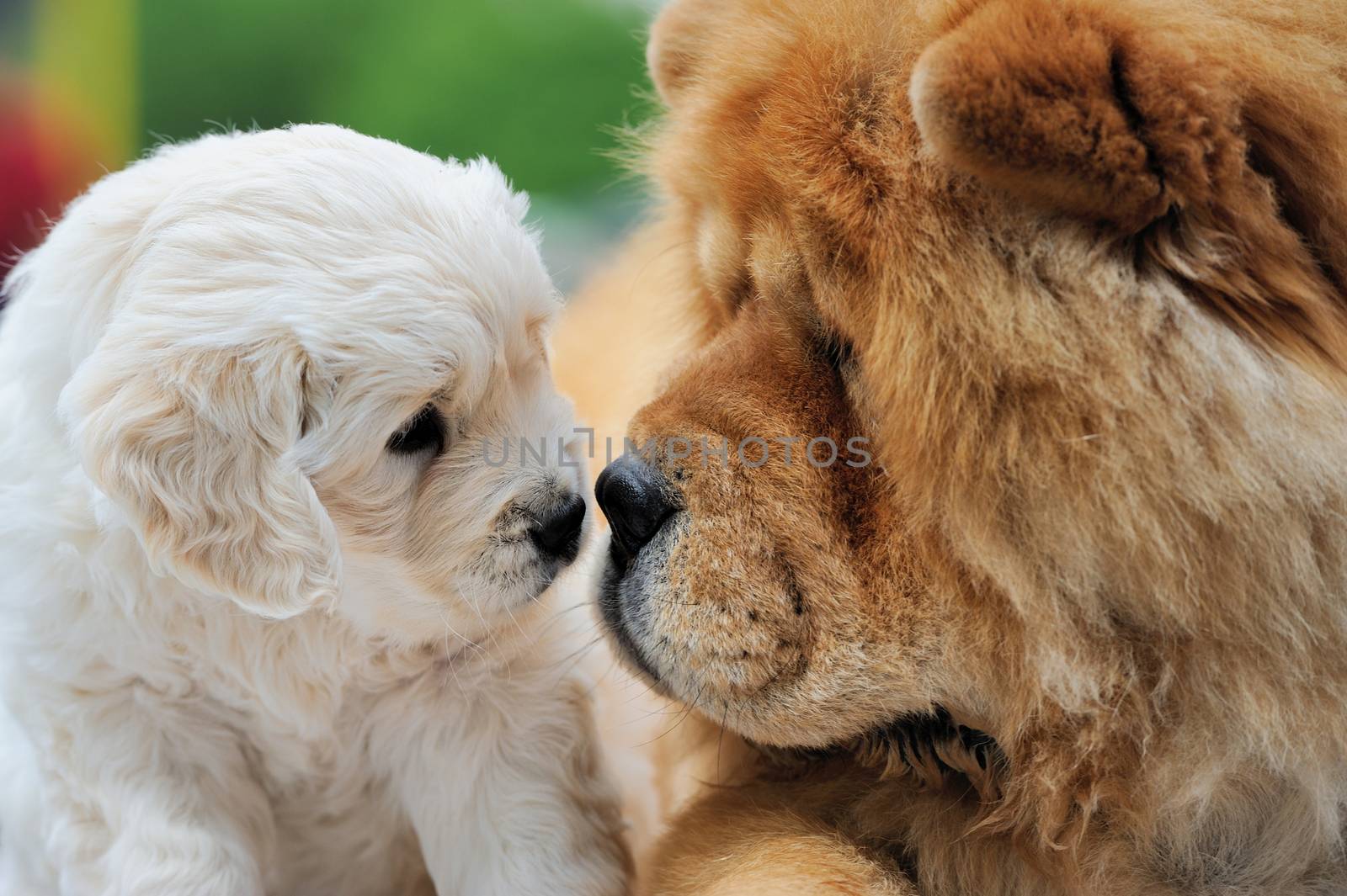 Portrait baby swiss shepherd and brown chow chow