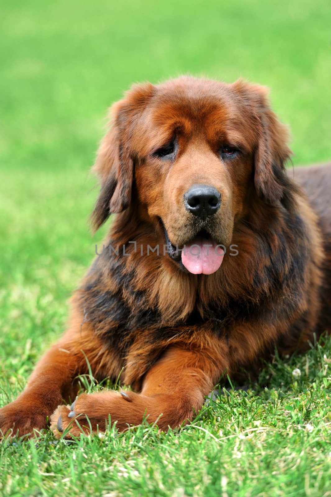 Portrait young dog playing in the meadow