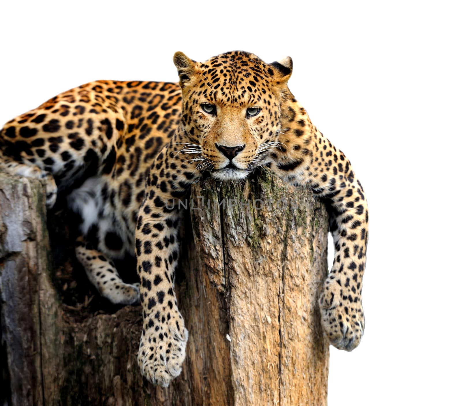 Leopard, Panthera pardus, on white background