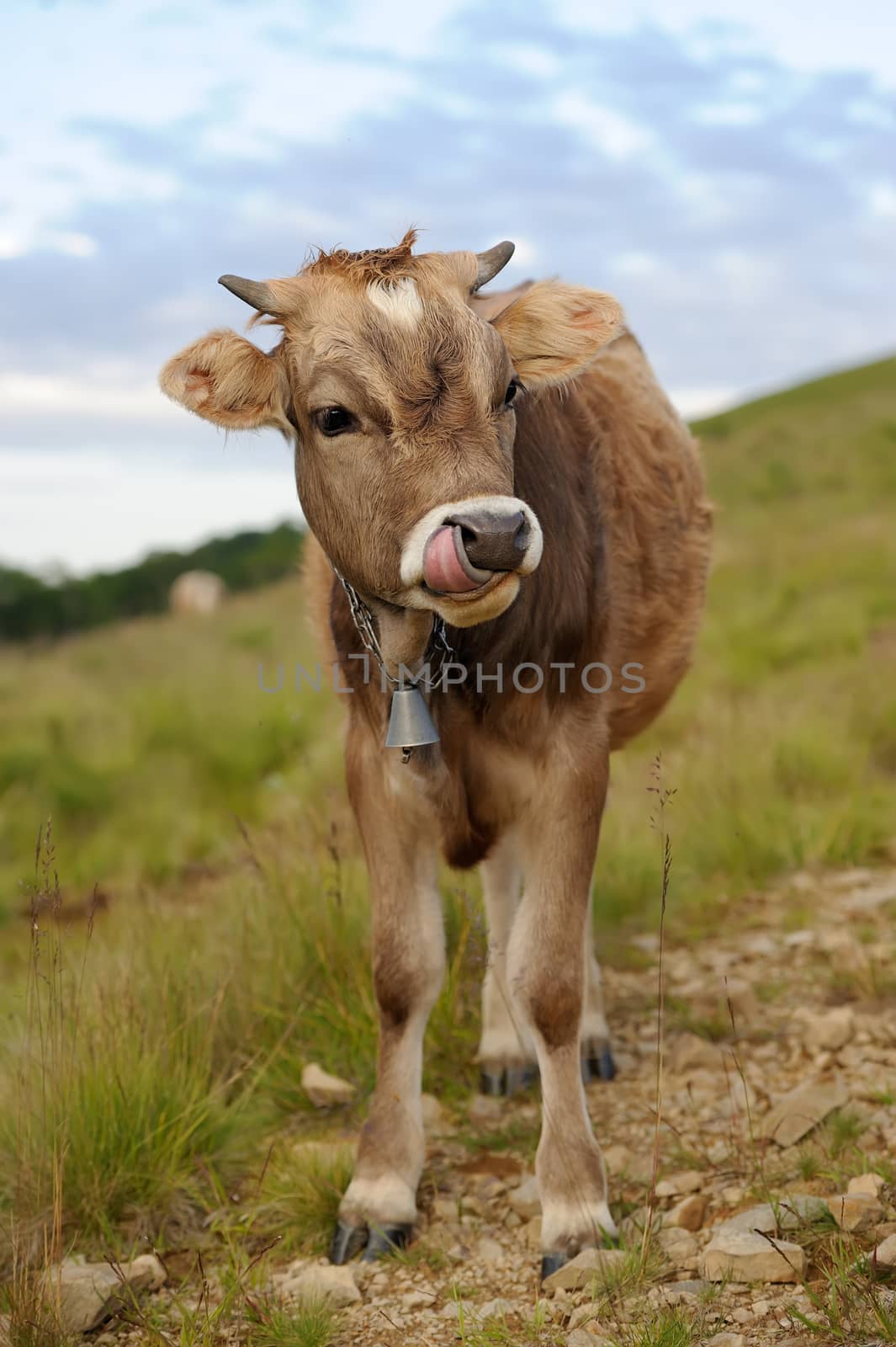 Cow in nature by byrdyak