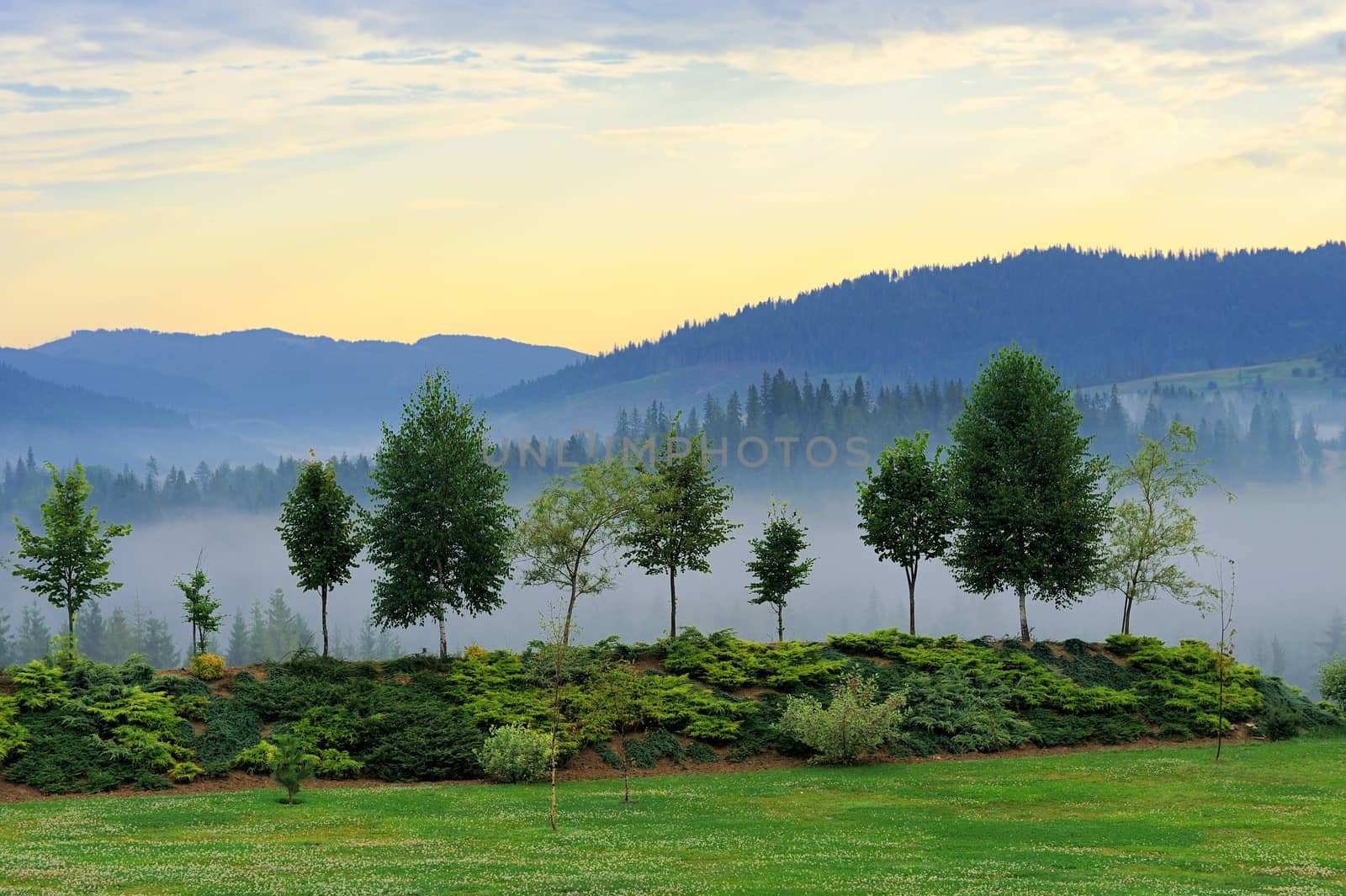 Misty tree on the mountain slope in a nature reserve