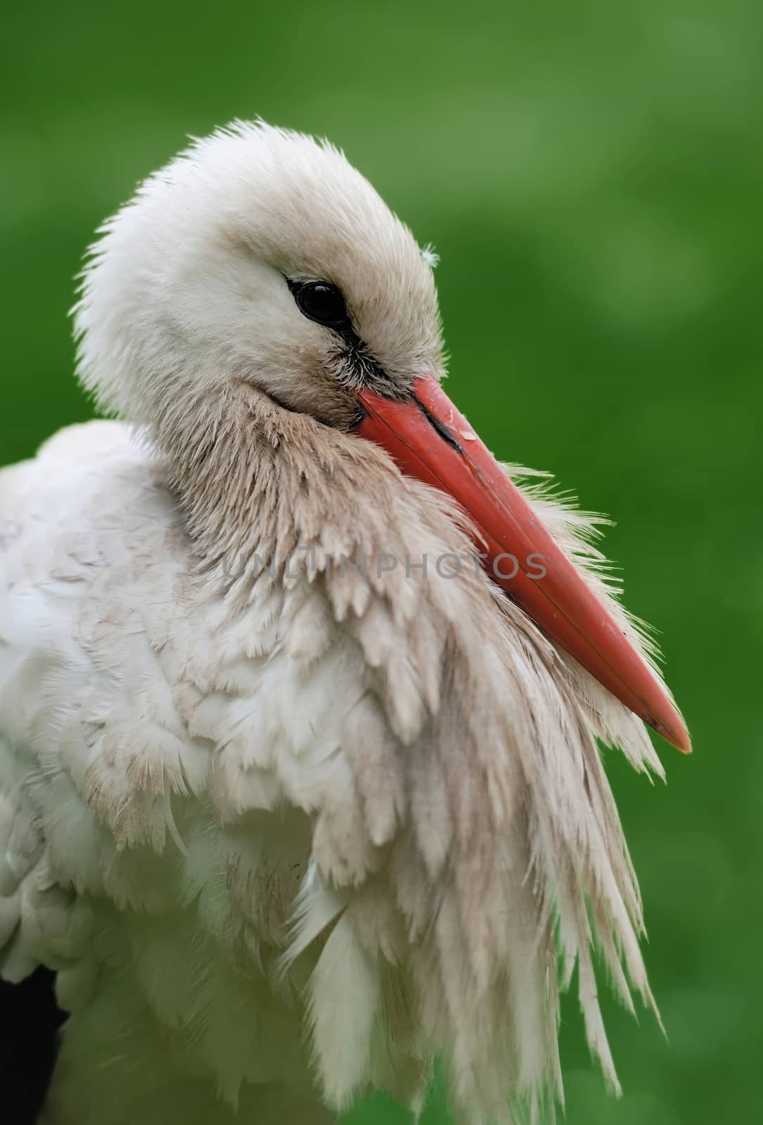 Stork by byrdyak