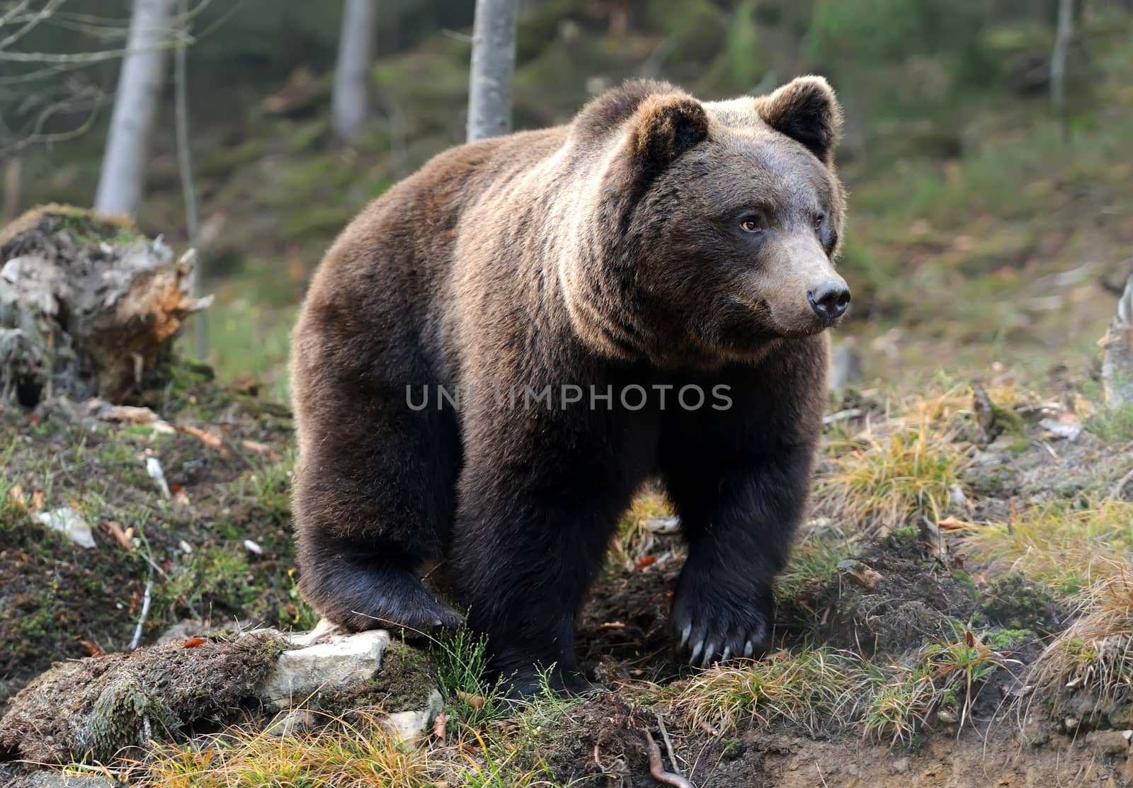 A big brown bear in the forest