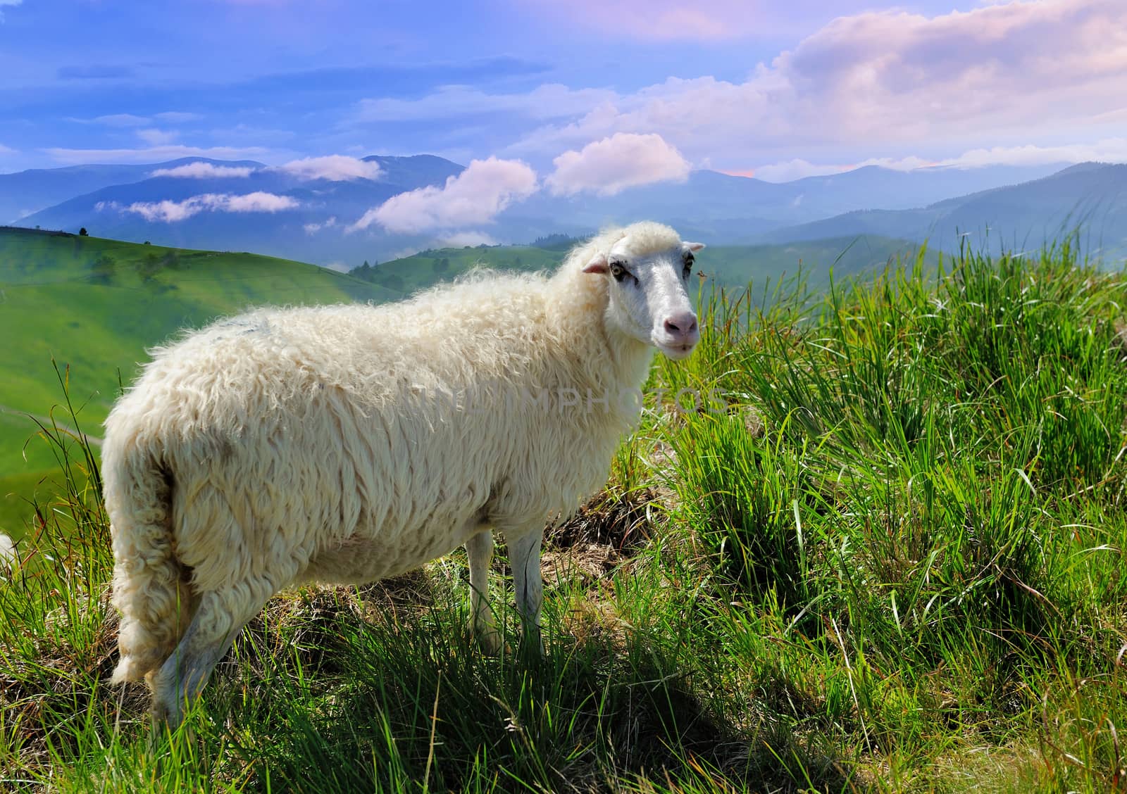 Sheep in mountain by byrdyak