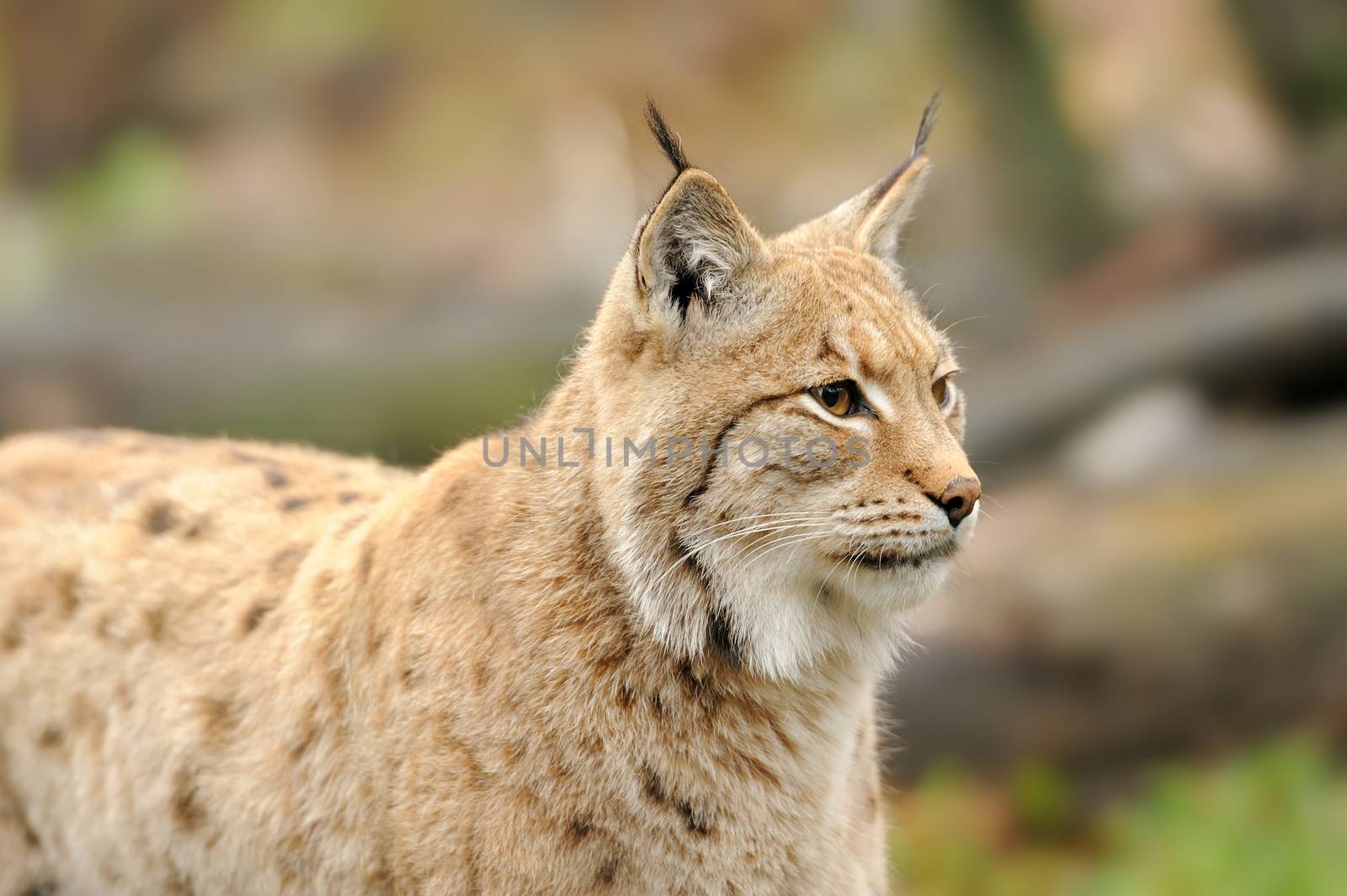 Close-up portrait of an Eurasian Lynx in forest 
