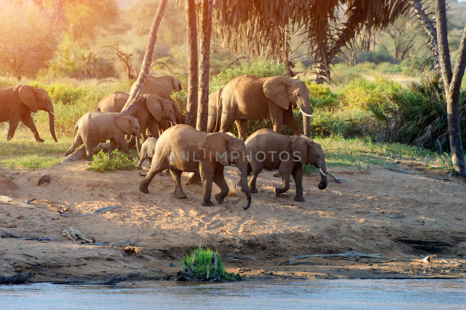 Herd of African elephants drinking at a waterhole lifting their trunks at the same time