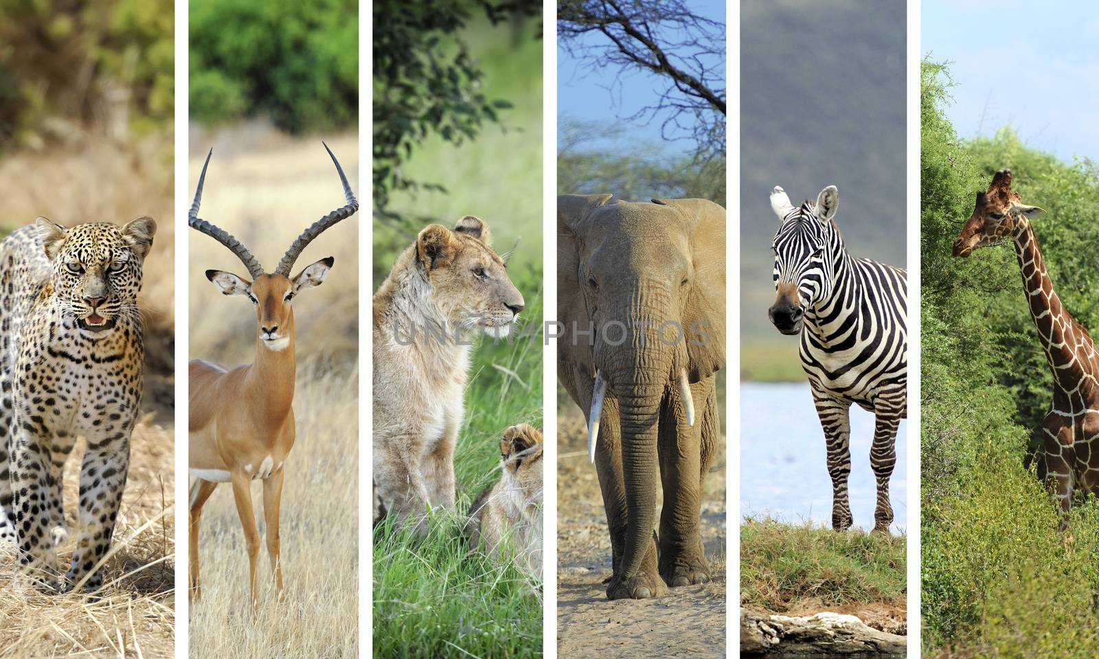 African animals by byrdyak