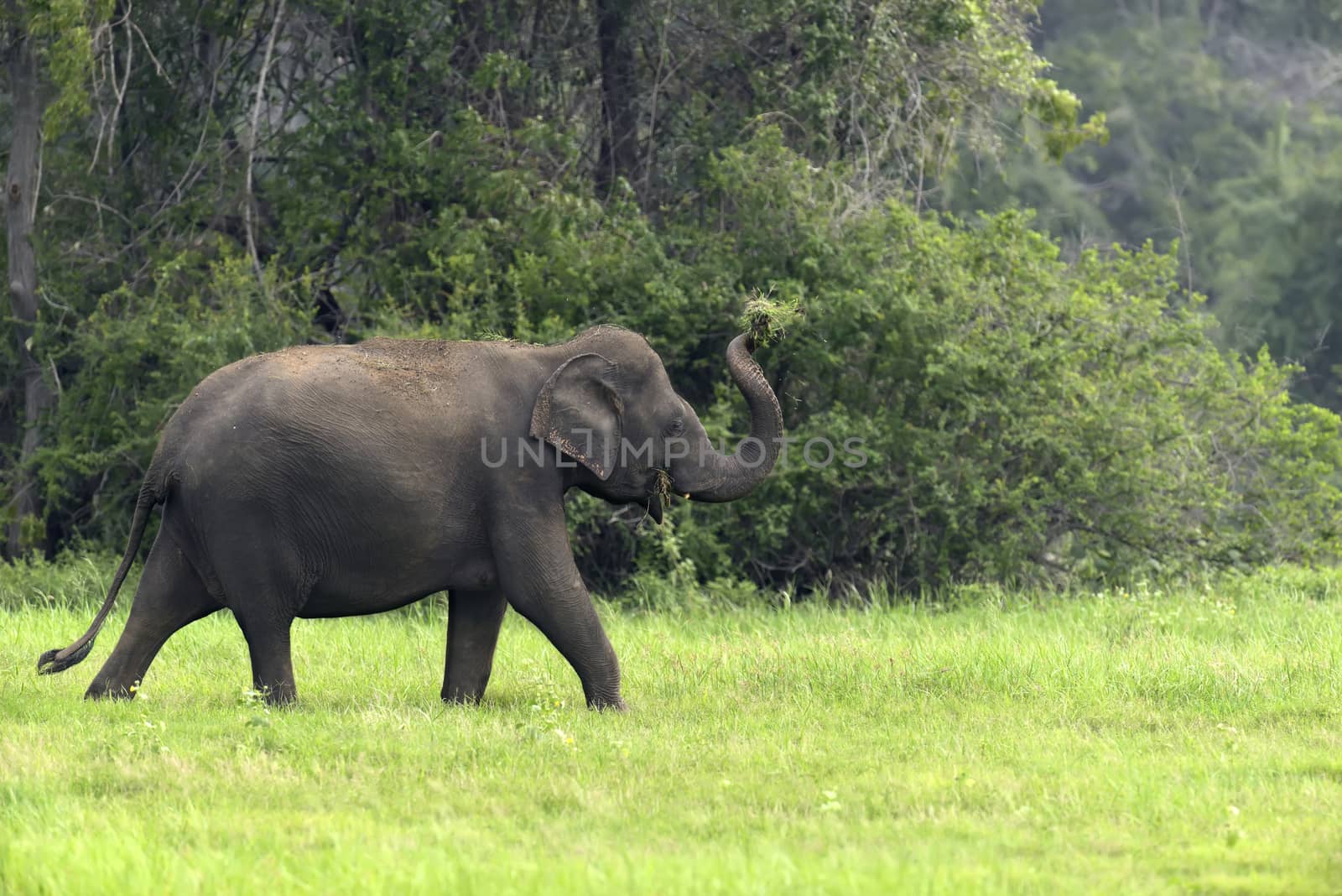 Elephants in National Park, Sri-Lanka