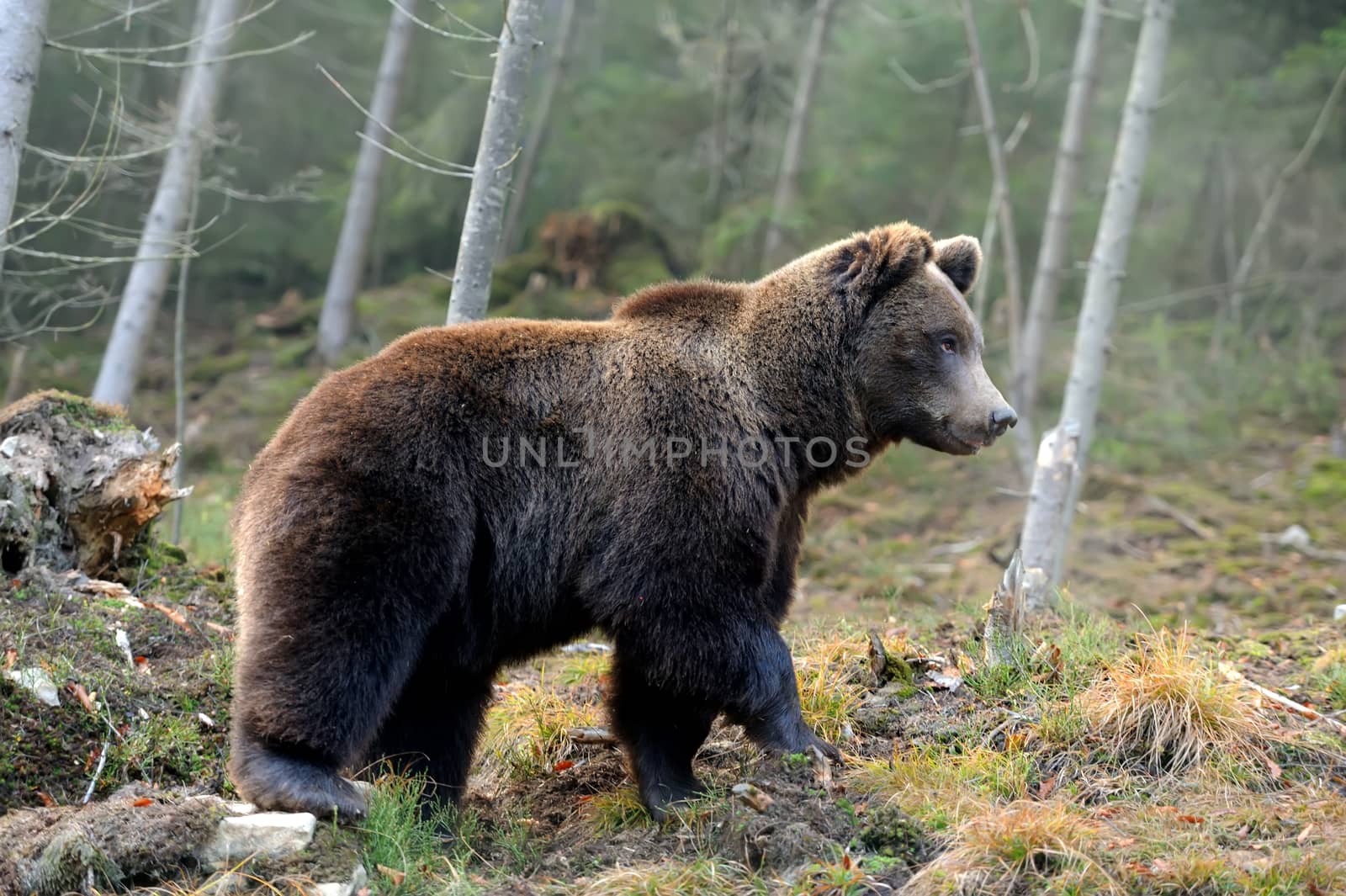 Big bear in forest by byrdyak
