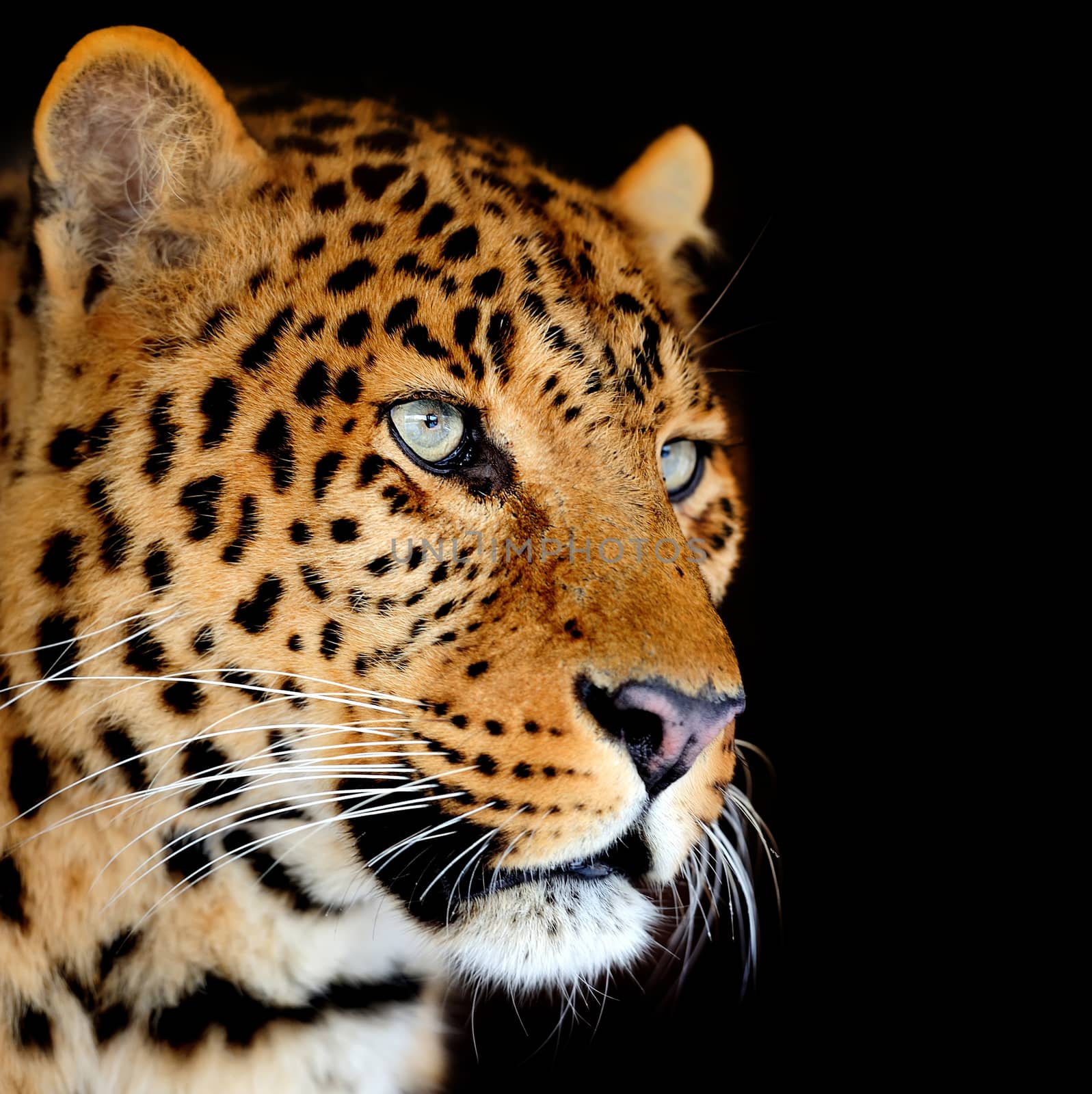 Leopard portrait by byrdyak