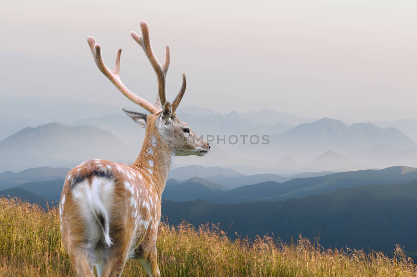 Whitetail Deer by byrdyak
