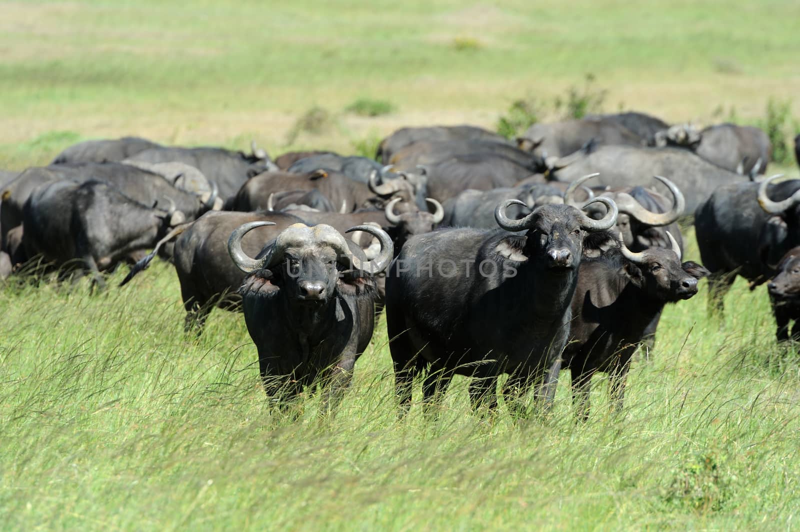 Wild African buffalo bull. Africa, Kenya