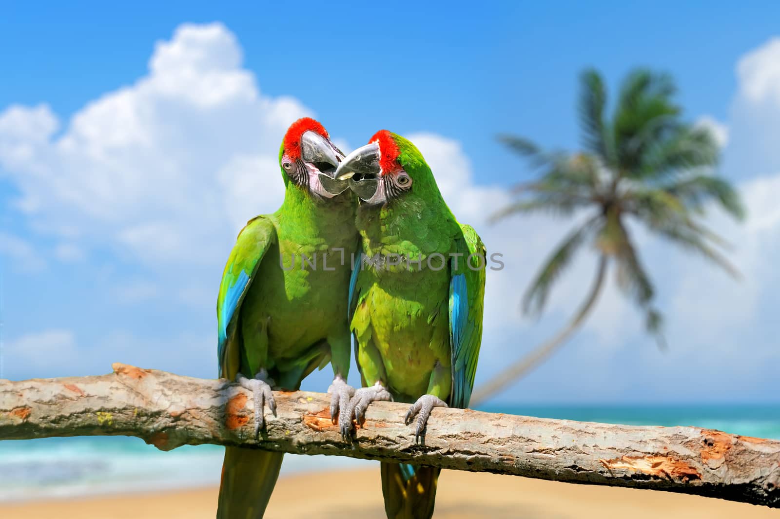 Parrot (Severe Macaw) on branch on tropical background  by byrdyak