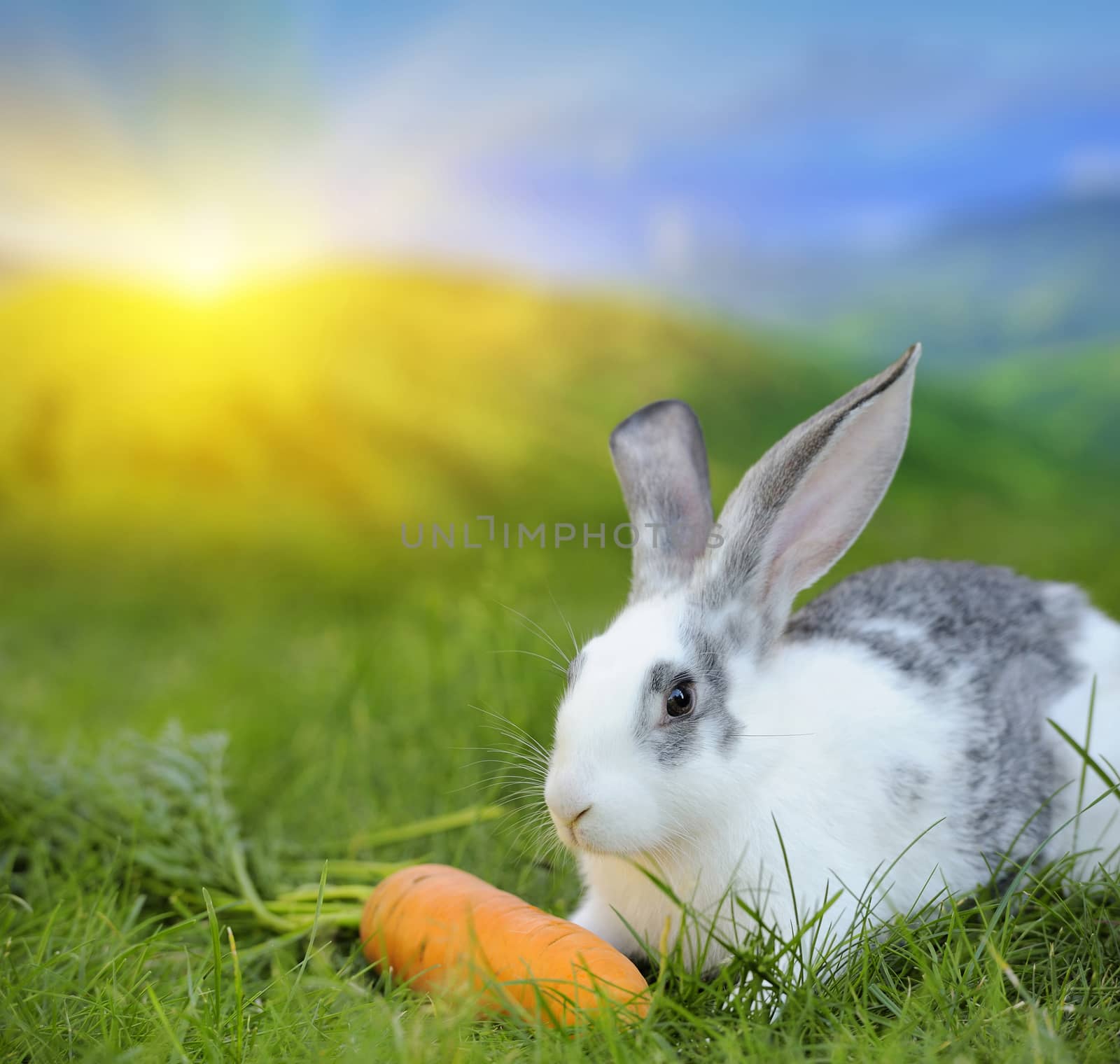 Rabbit by byrdyak